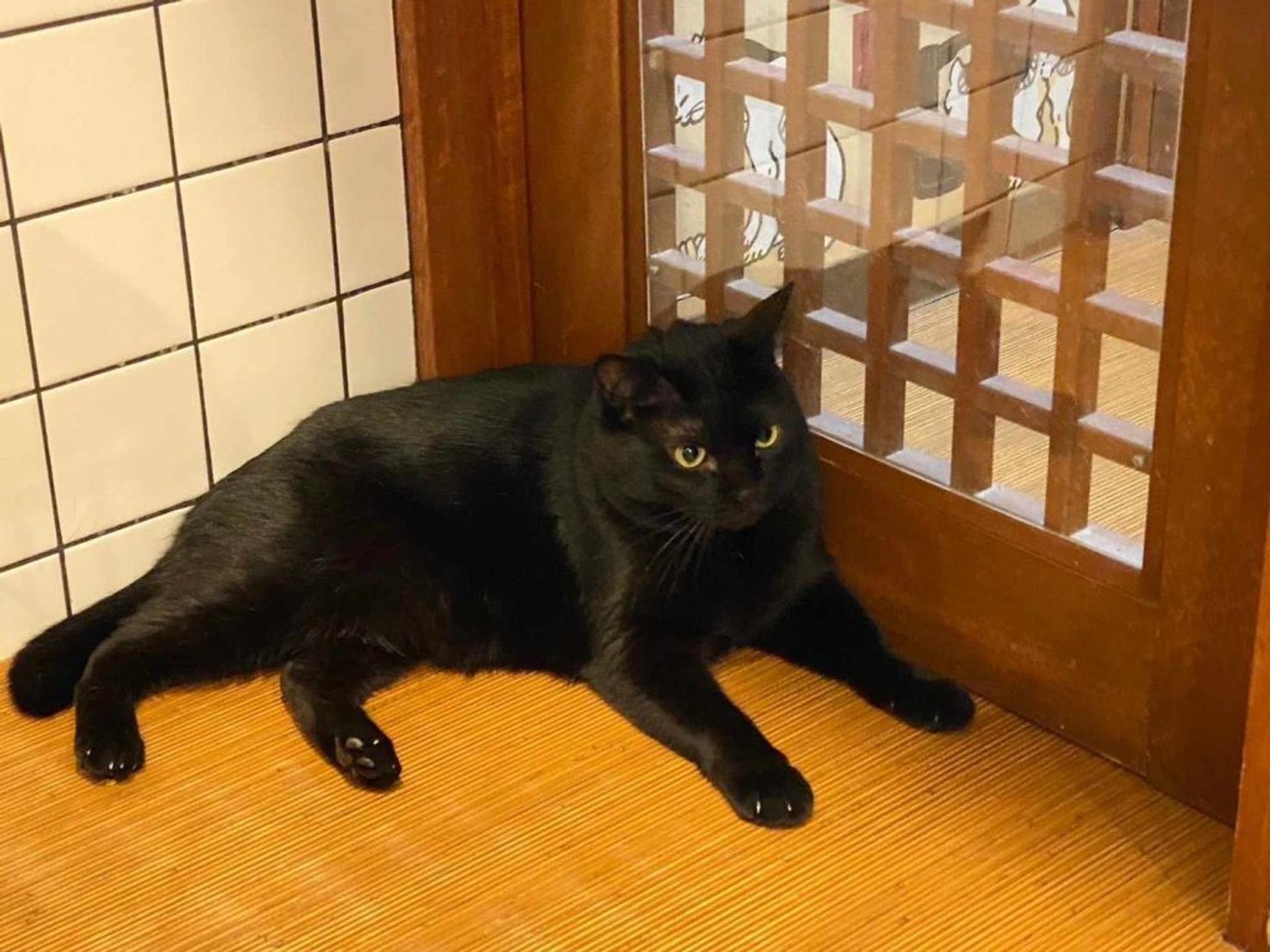 pet-image-5