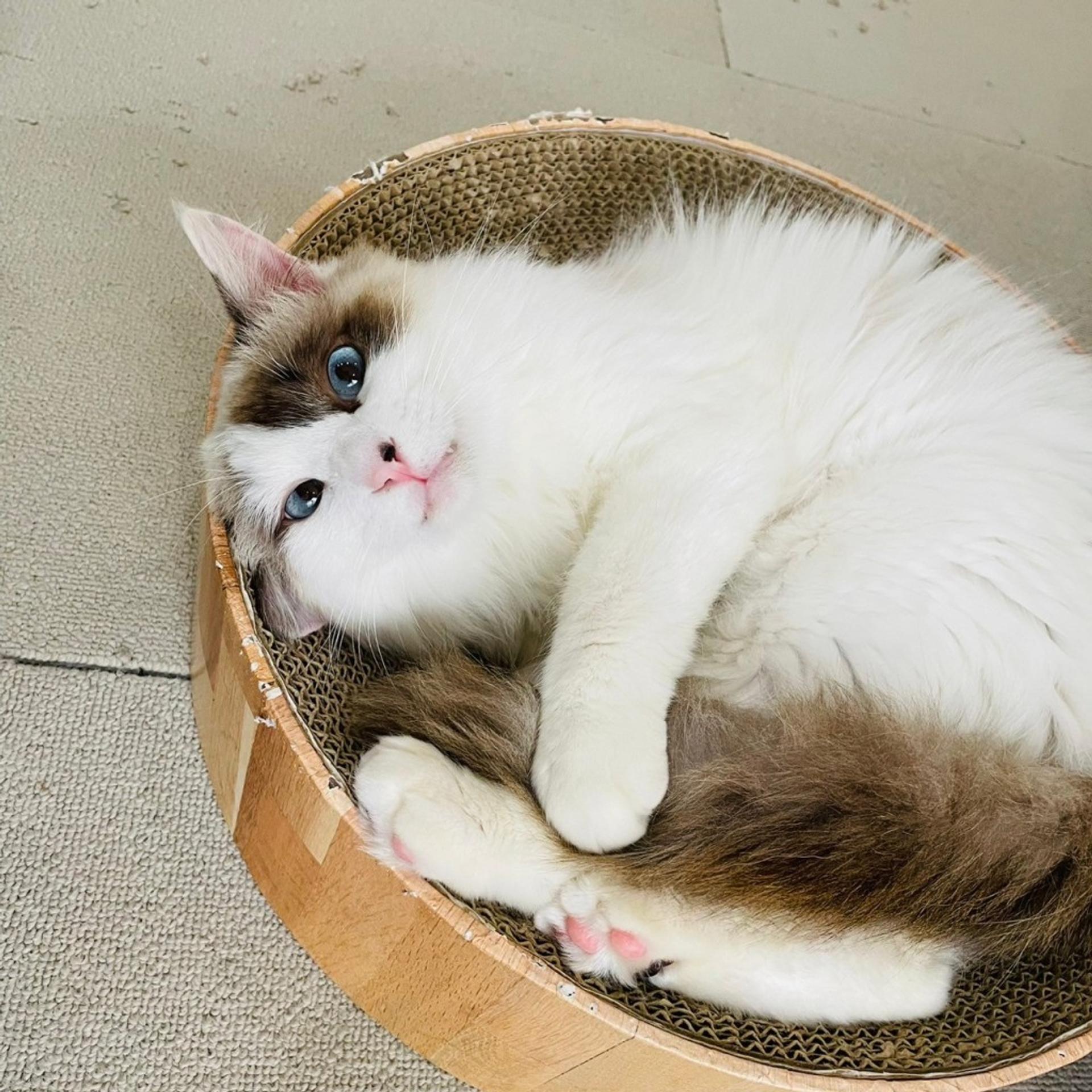 pet-image-8