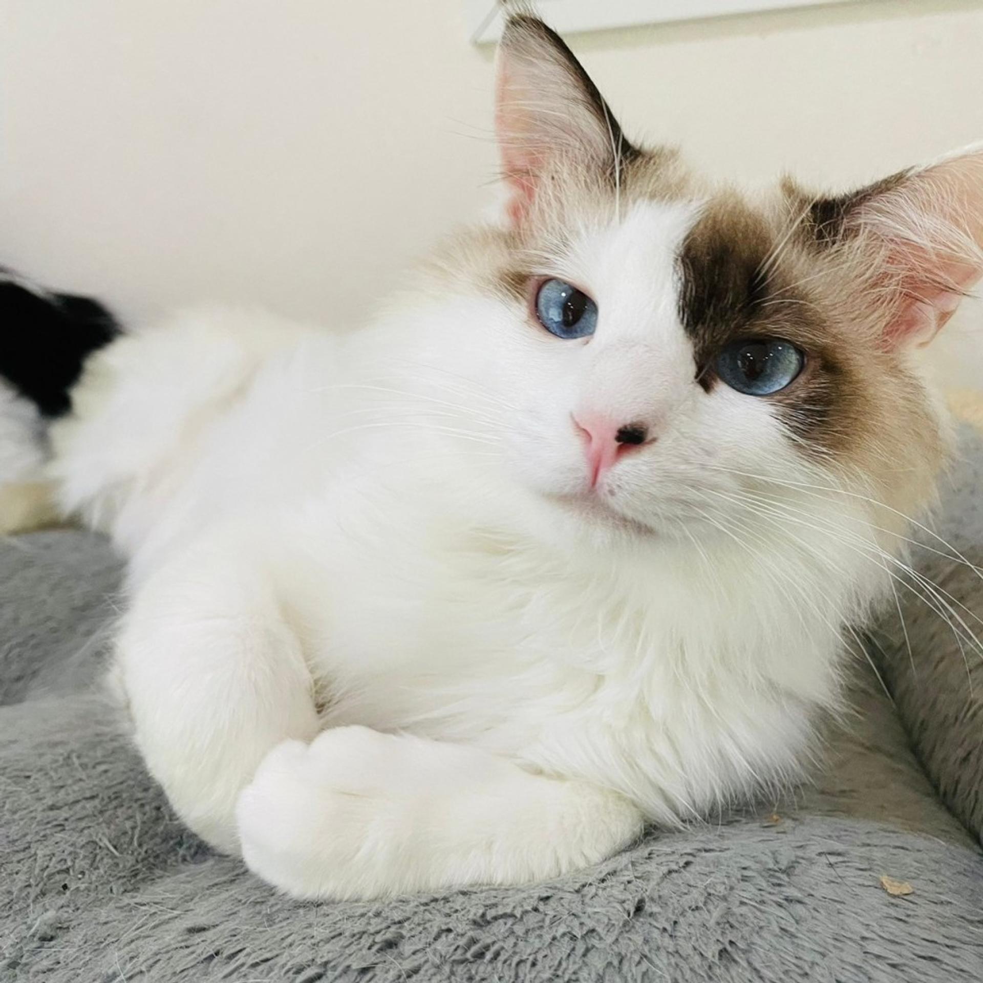 pet-image-5