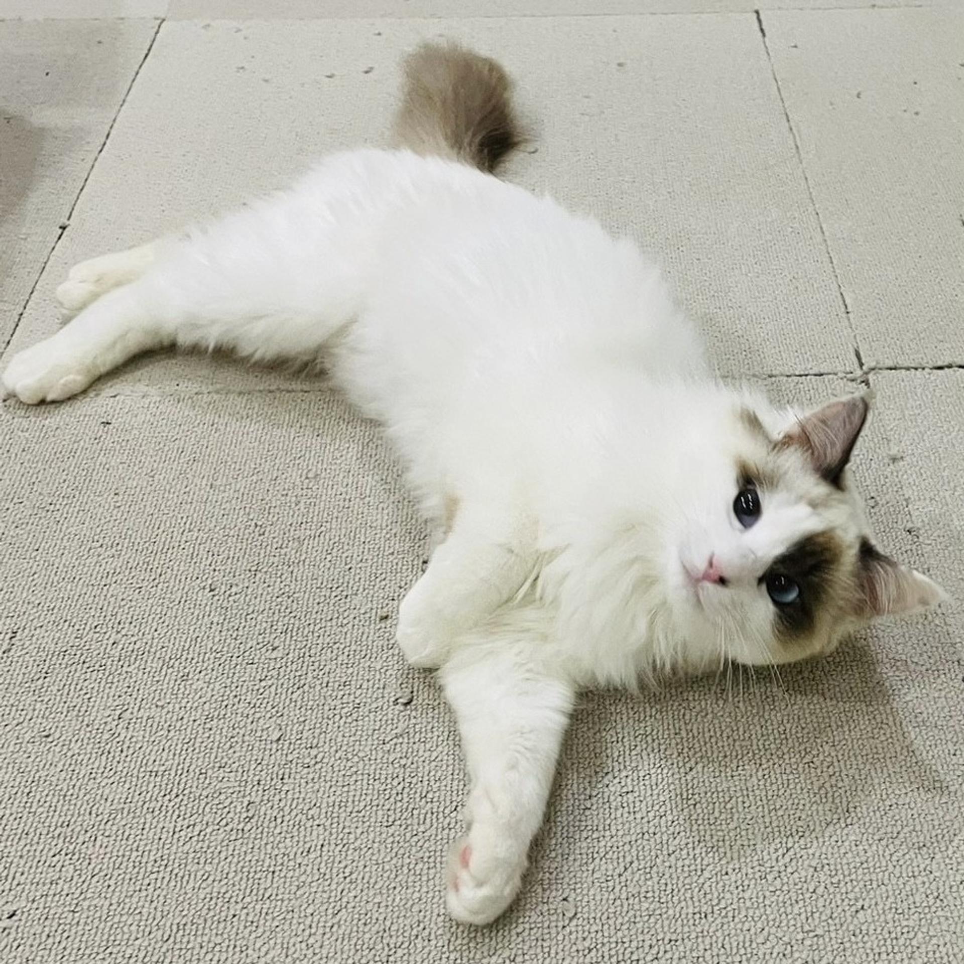 pet-image-6