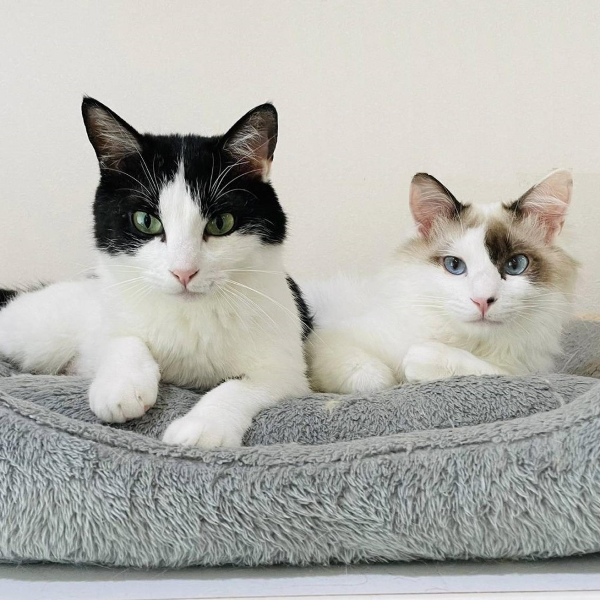 pet-image-9