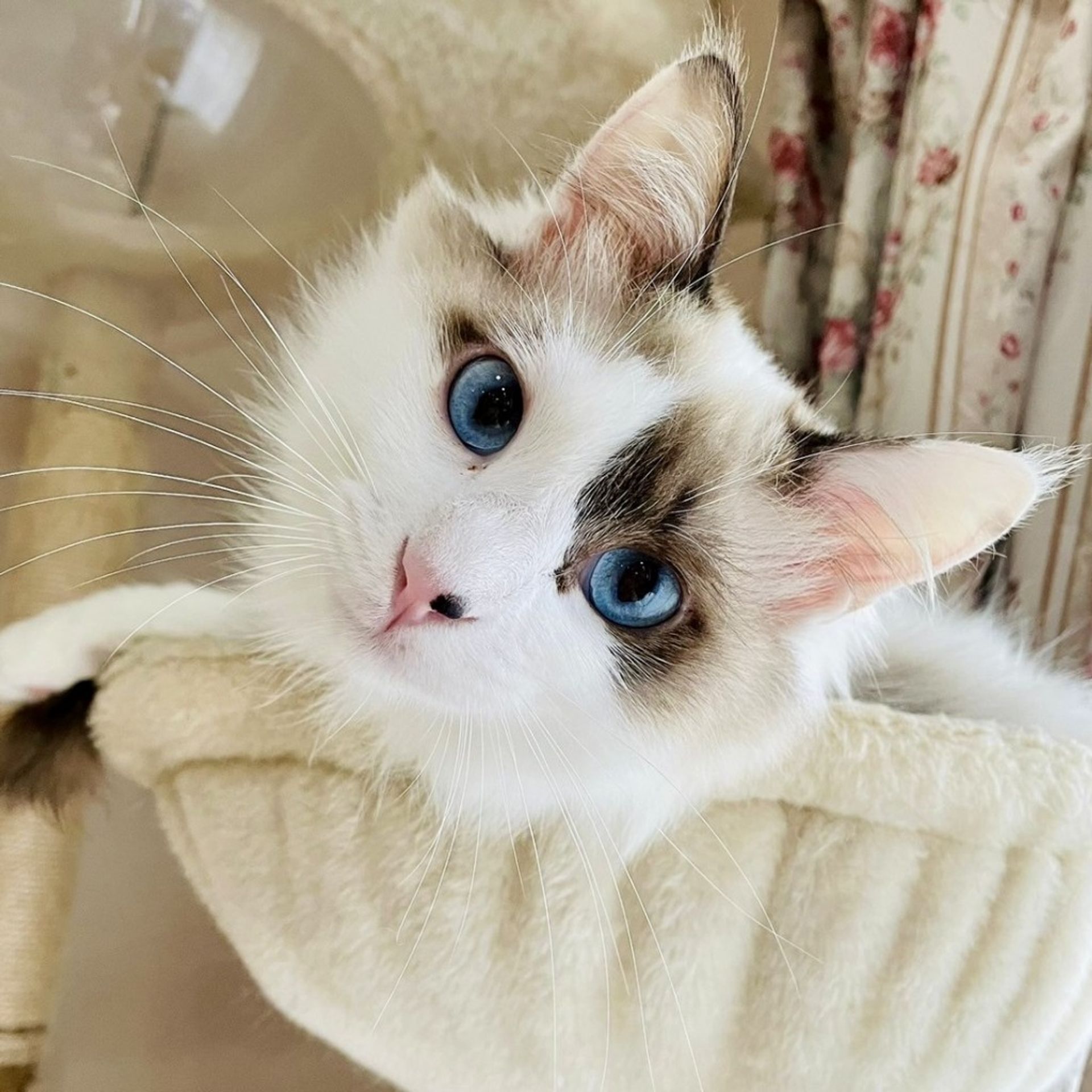 雑種（ミックス猫）・オスの里親募集の写真