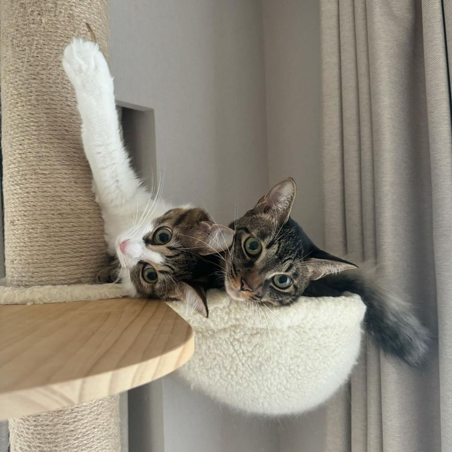 雑種（ミックス猫）・メスの里親募集の写真