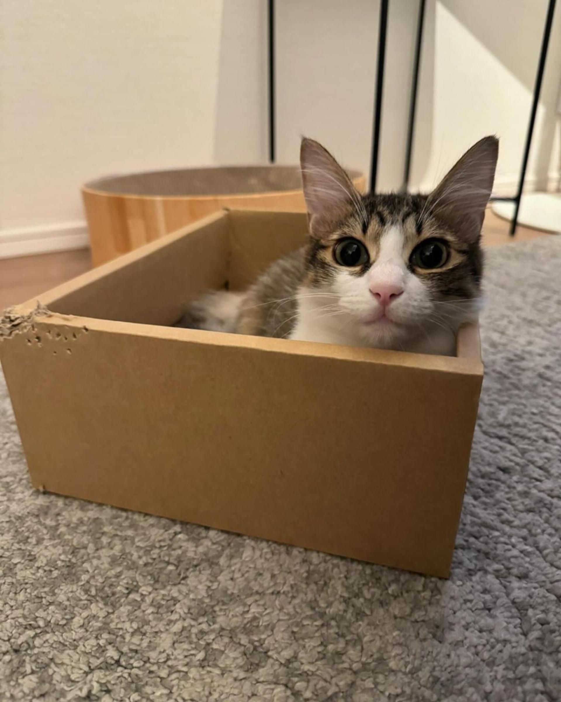 pet-image-7
