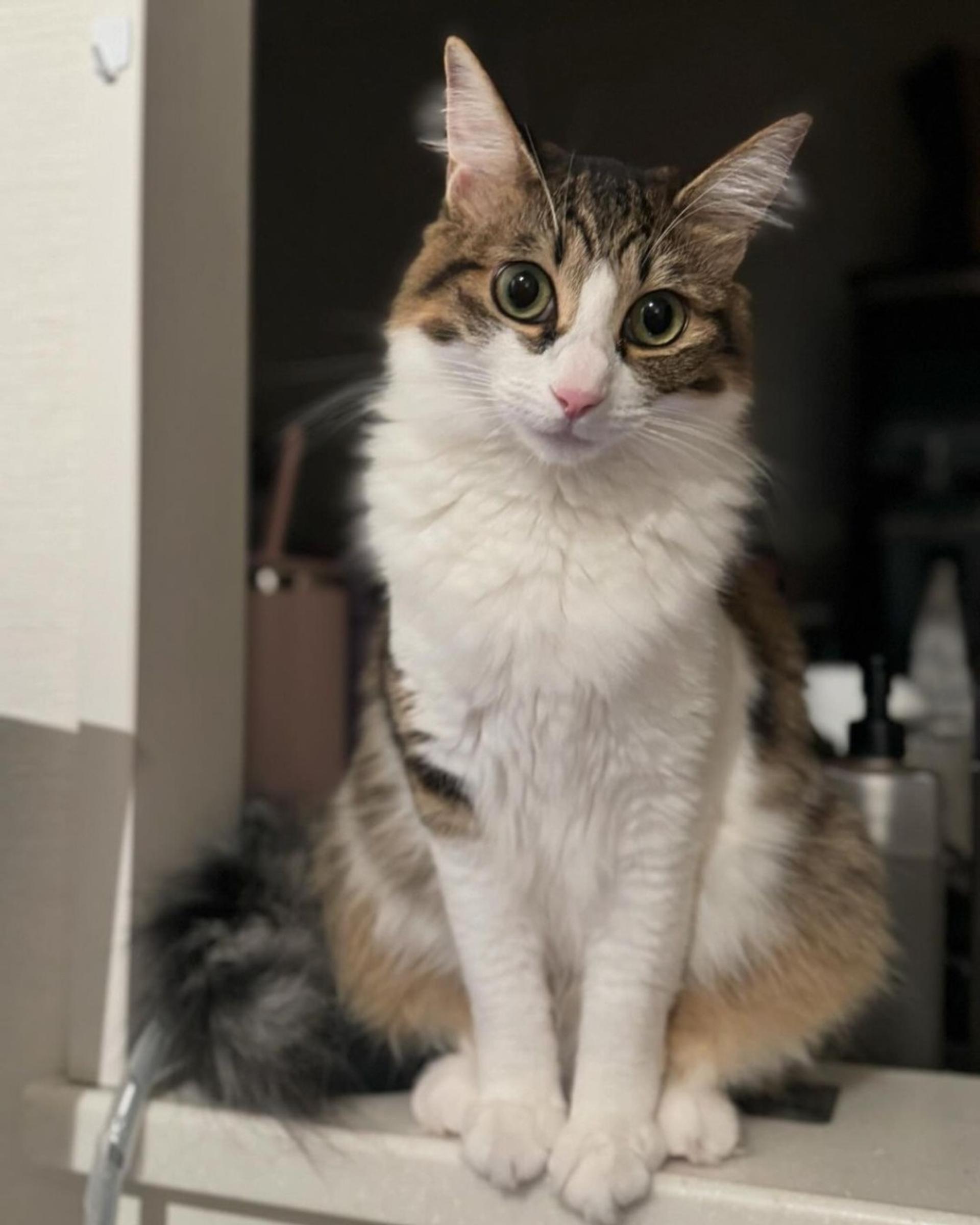 pet-image-4