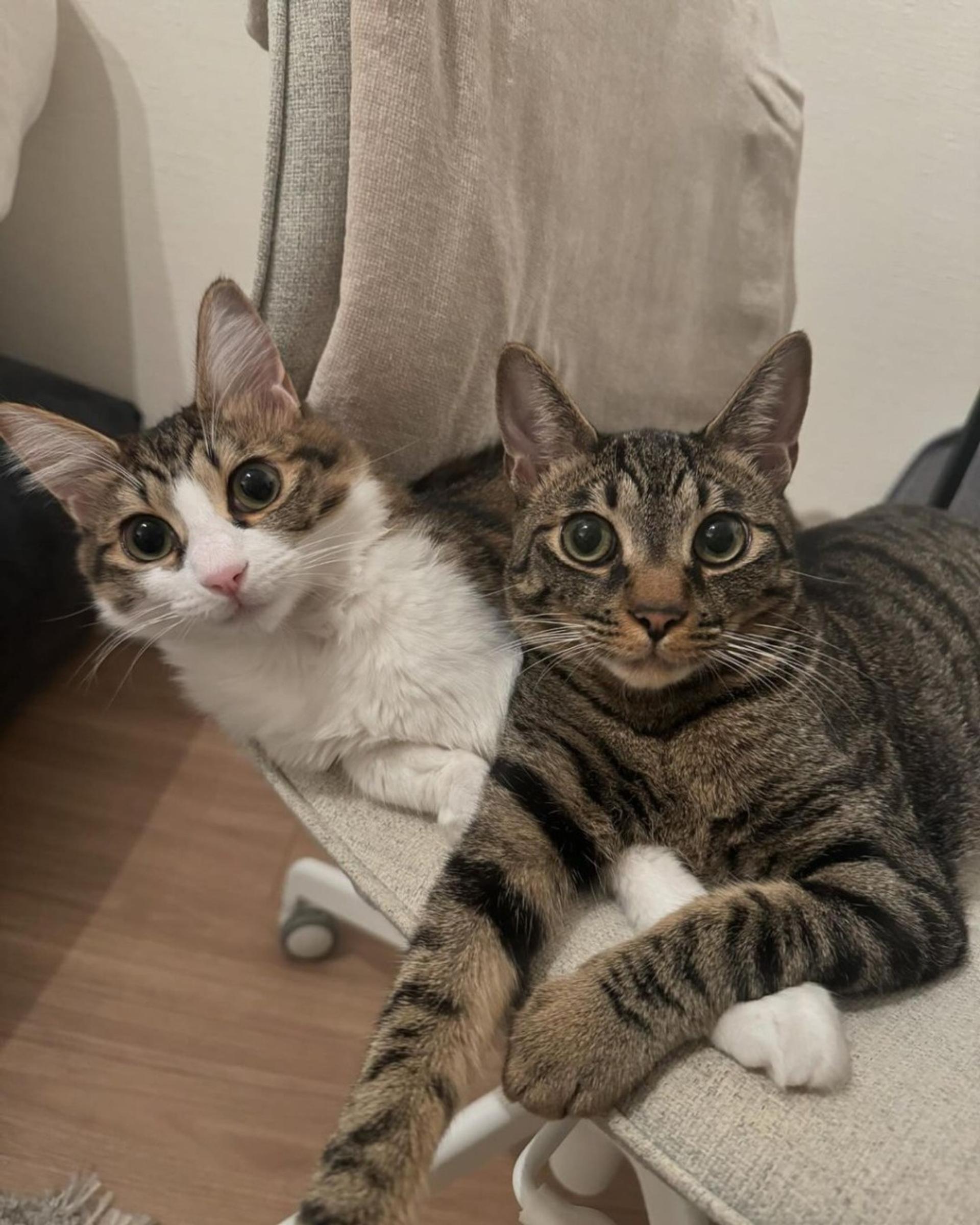 pet-image-3