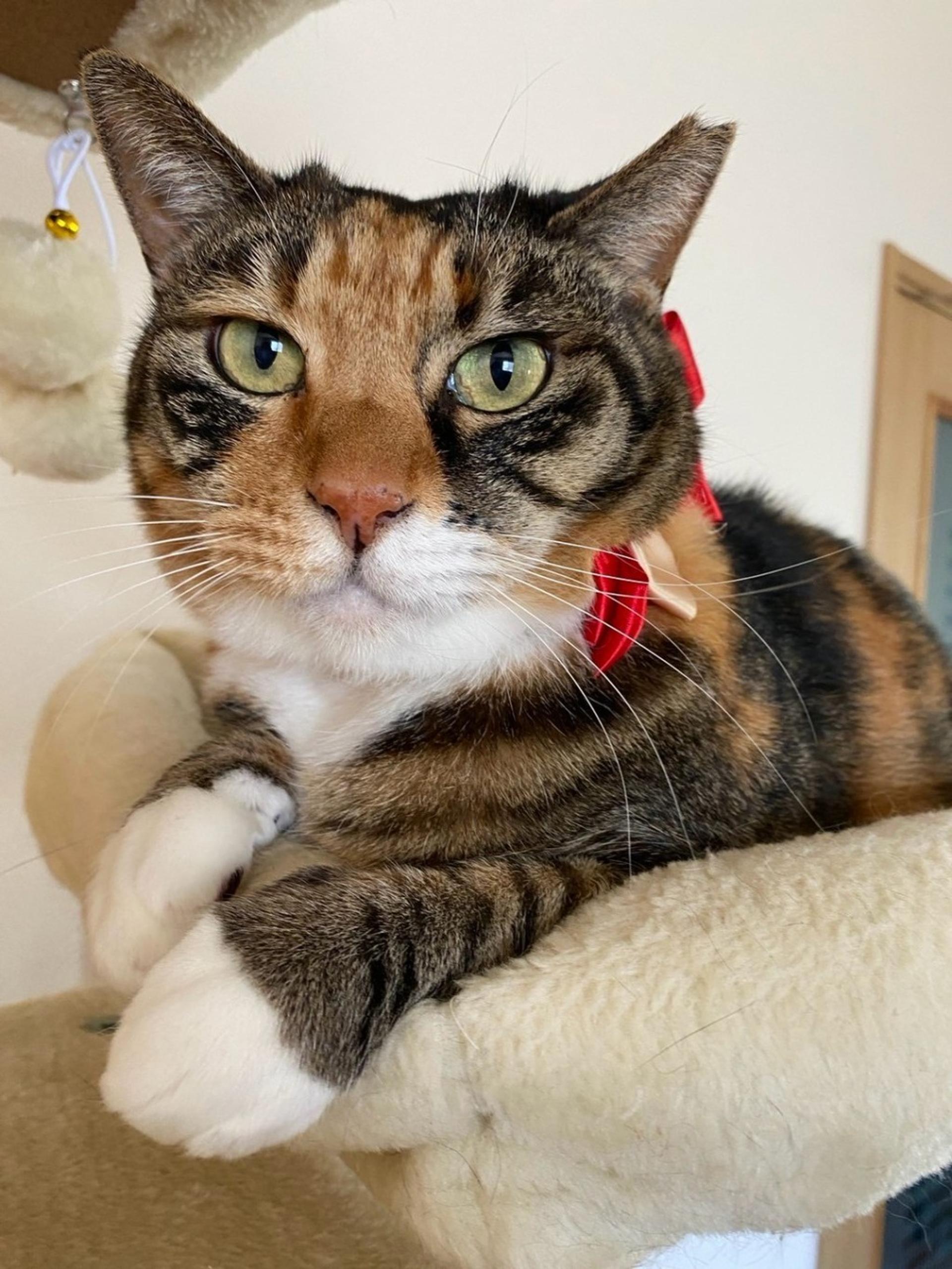 pet-image-4