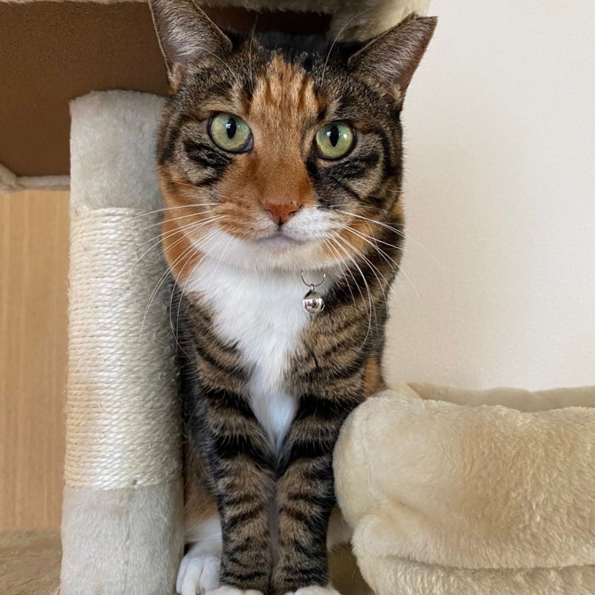 雑種（ミックス猫）・メスの里親募集の写真