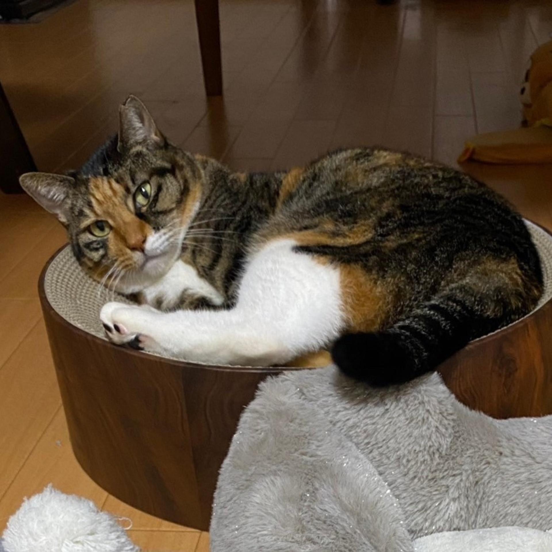 pet-image-9