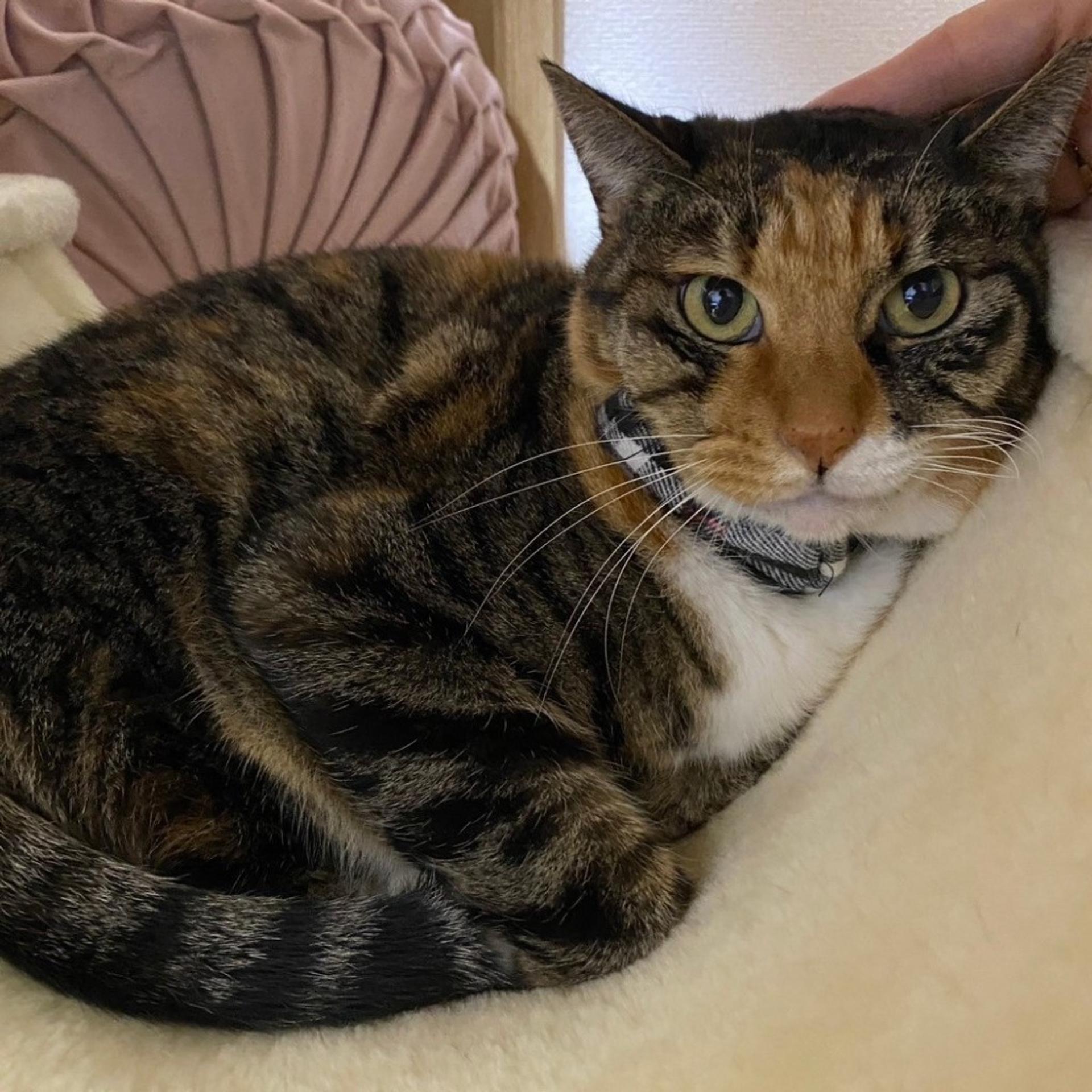 pet-image-8