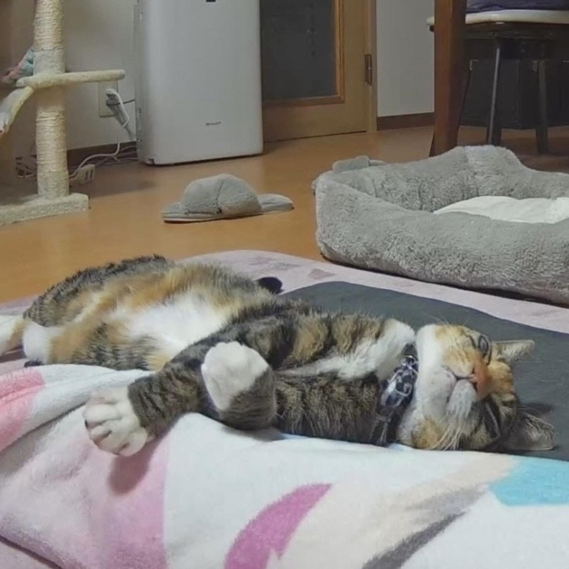 pet-image-3