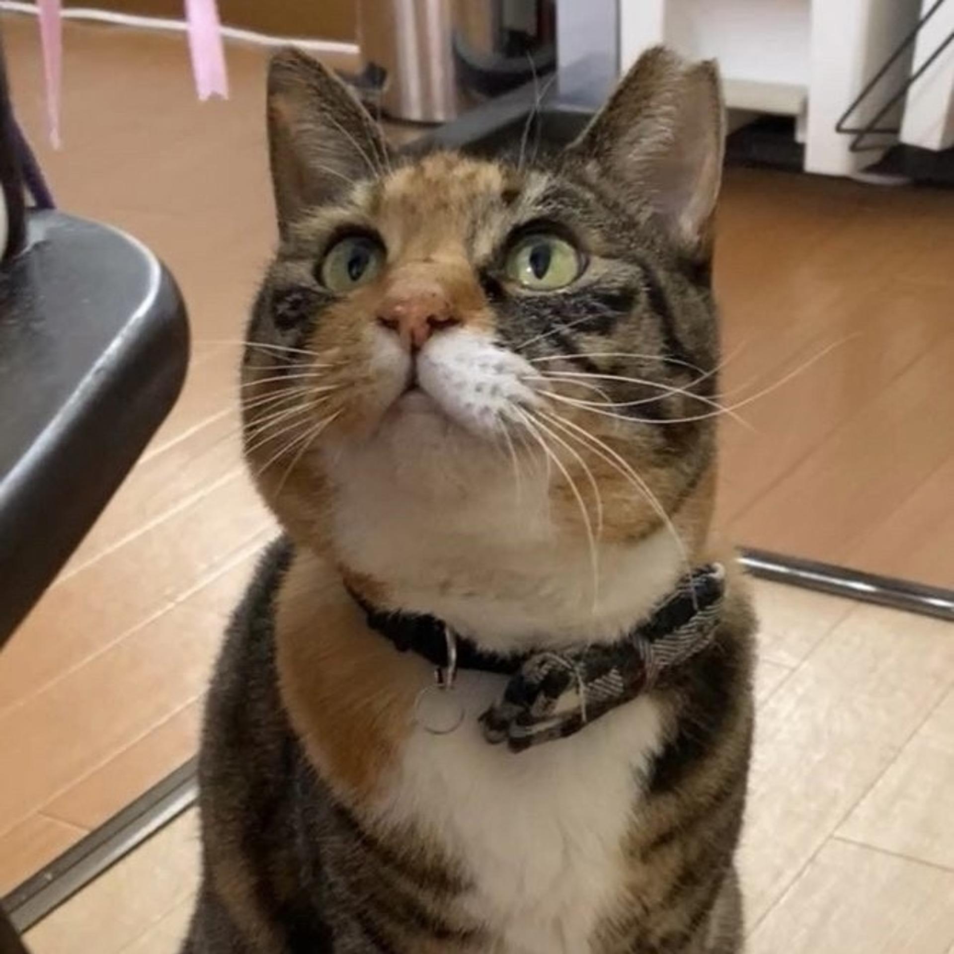 pet-image-7