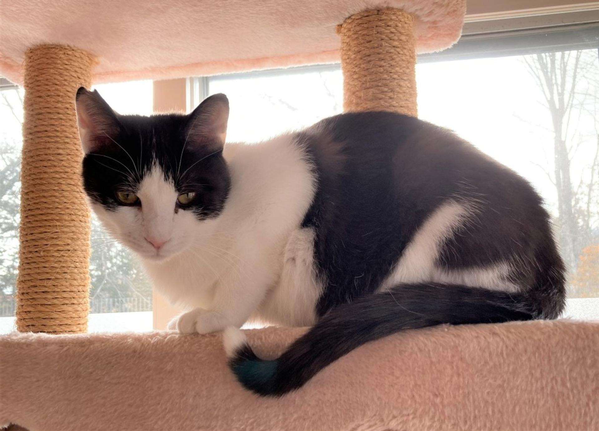 pet-image-5