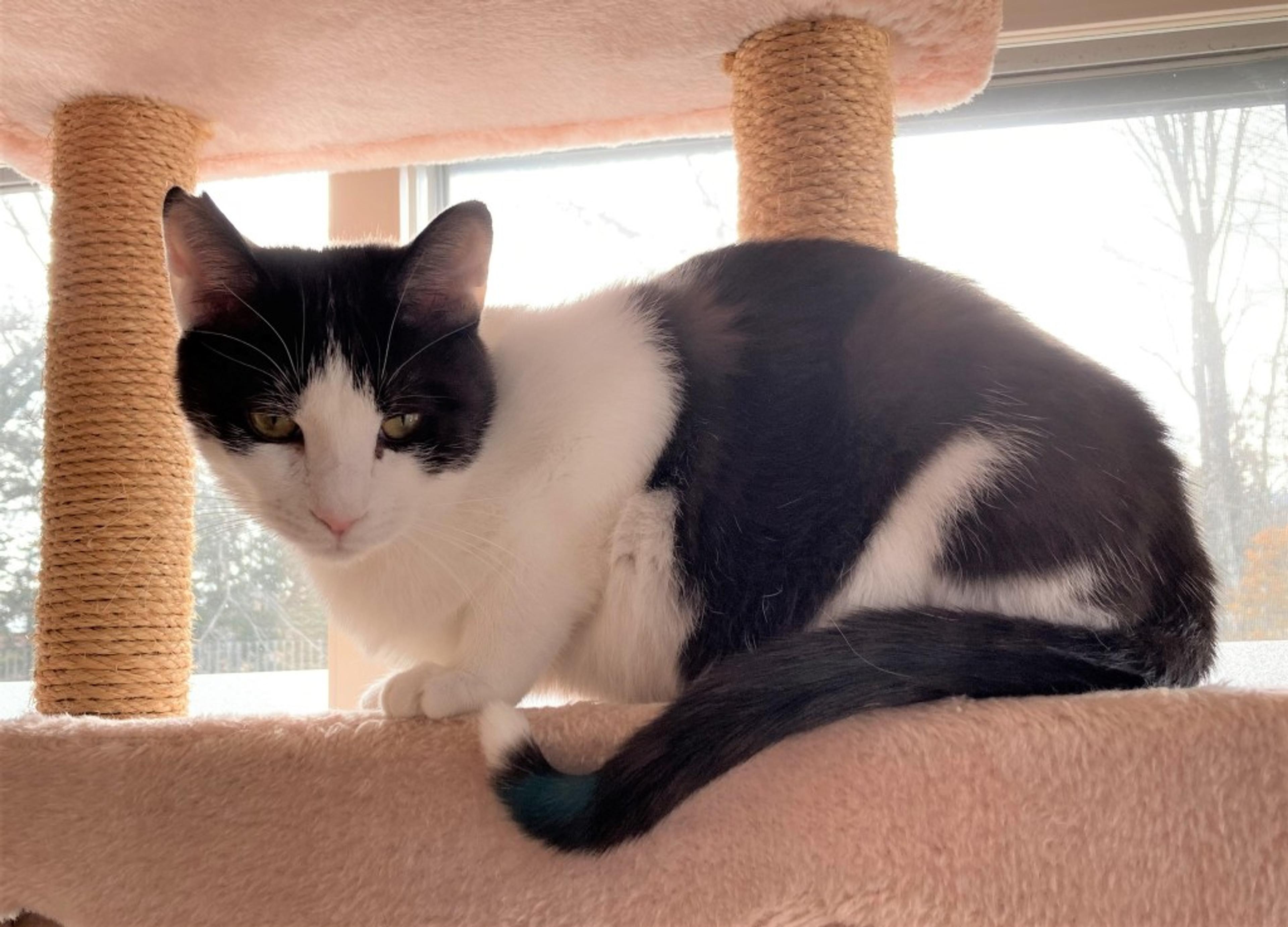 pet-image-5