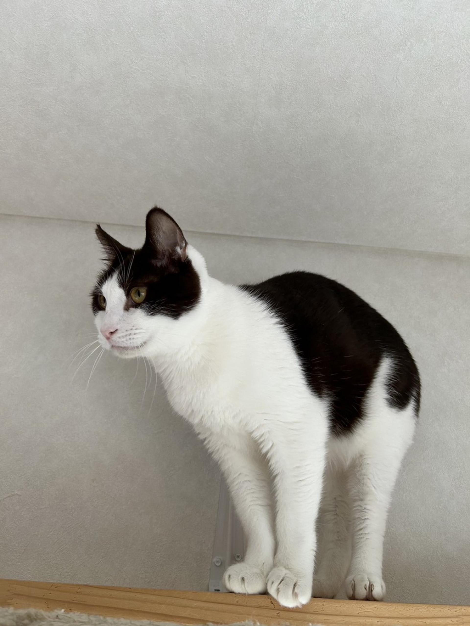 pet-image-8
