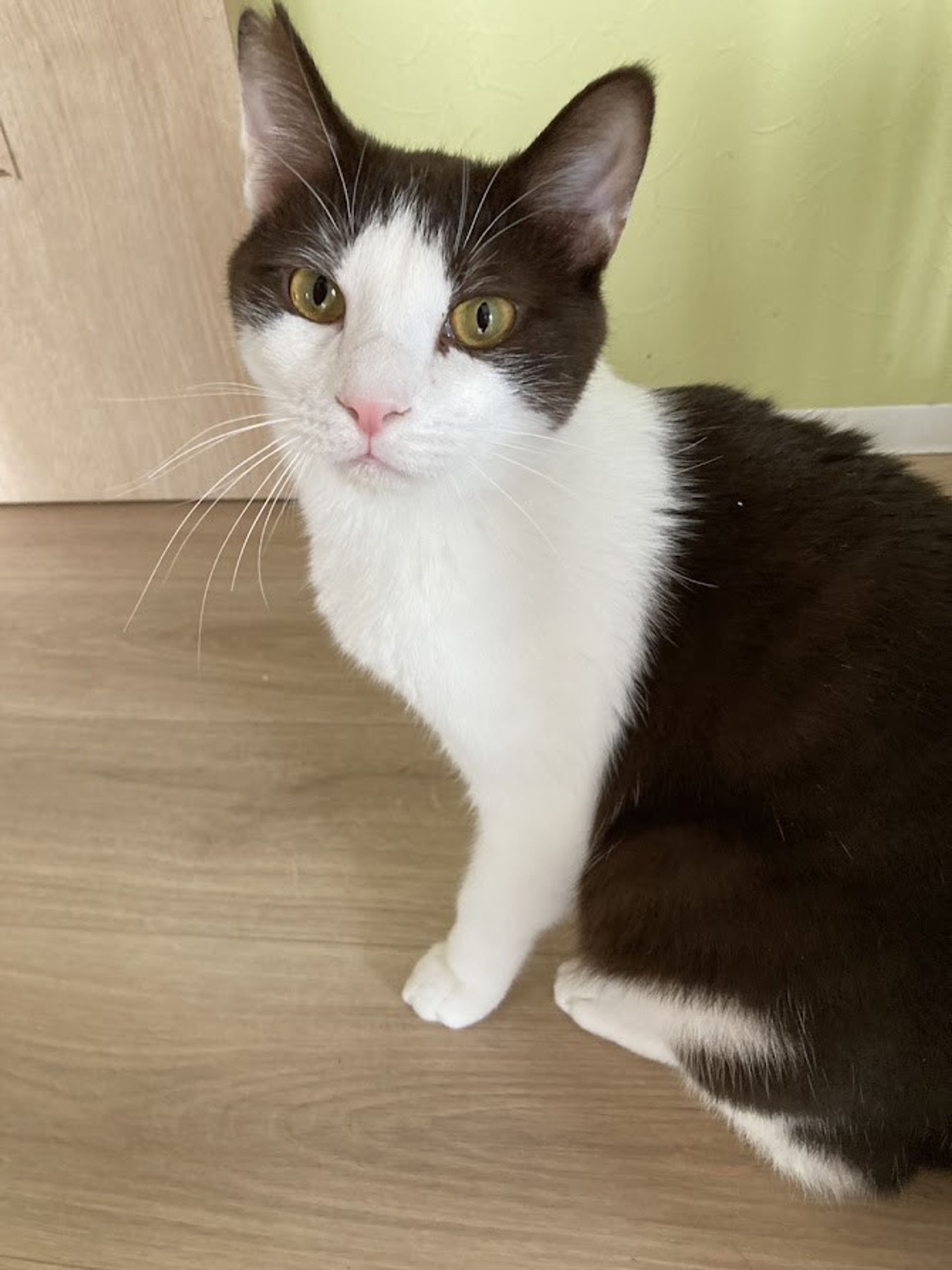 雑種（ミックス猫）・オスの里親募集の写真