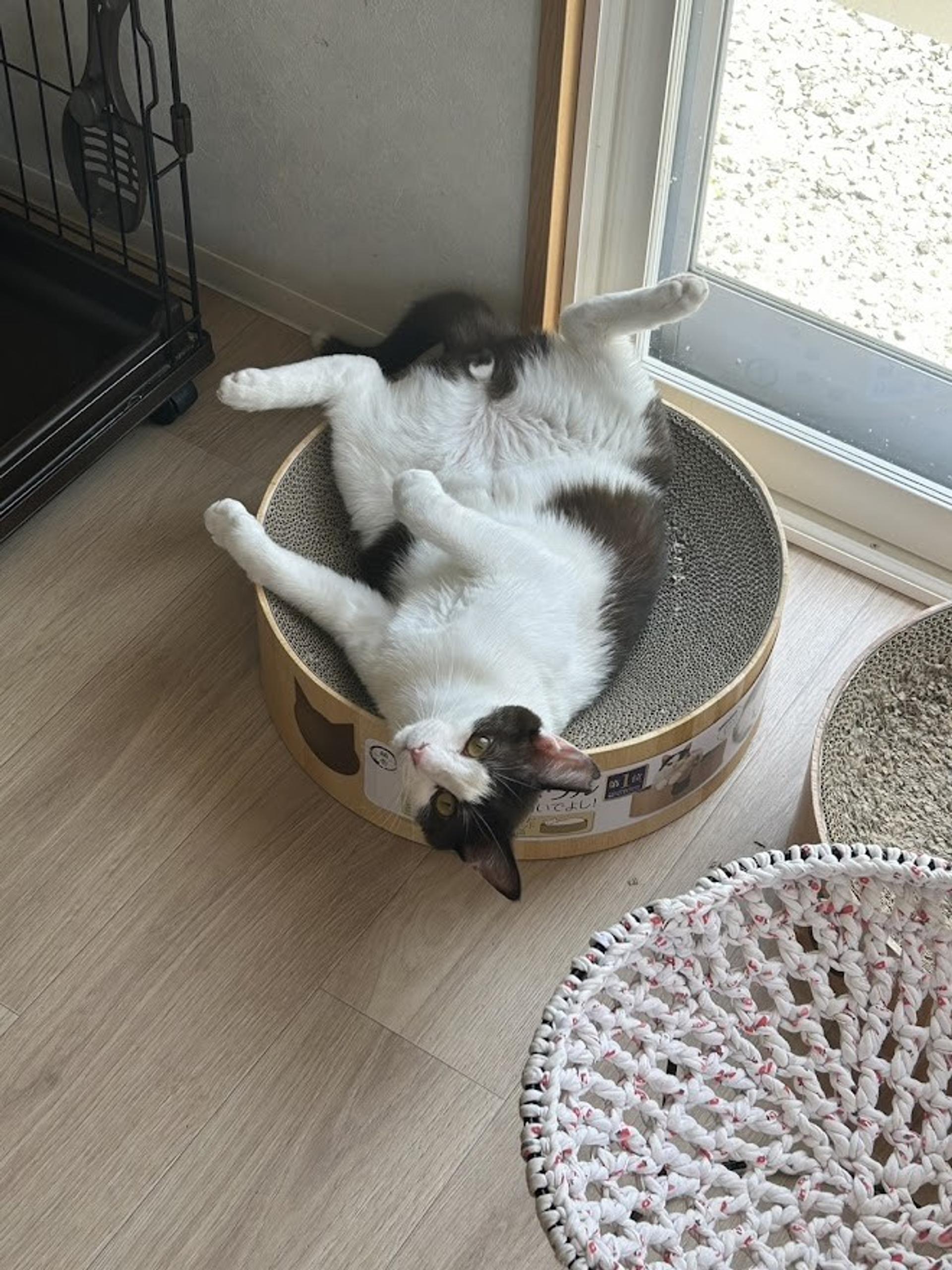 pet-image-2