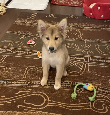 シェルティミックスの仔犬ちゃこちゃん