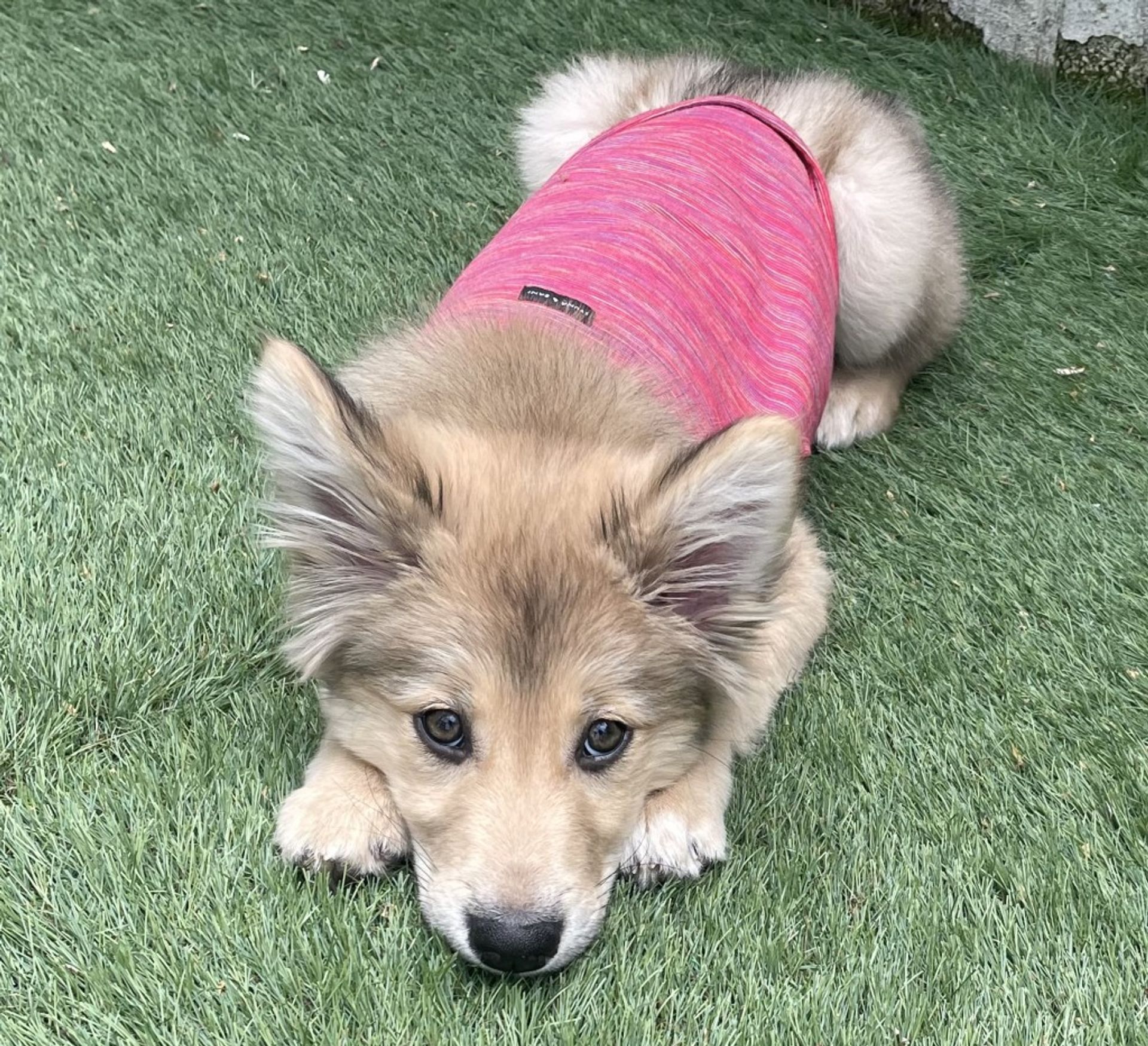 雑種（ミックス犬）・メスの里親募集の写真