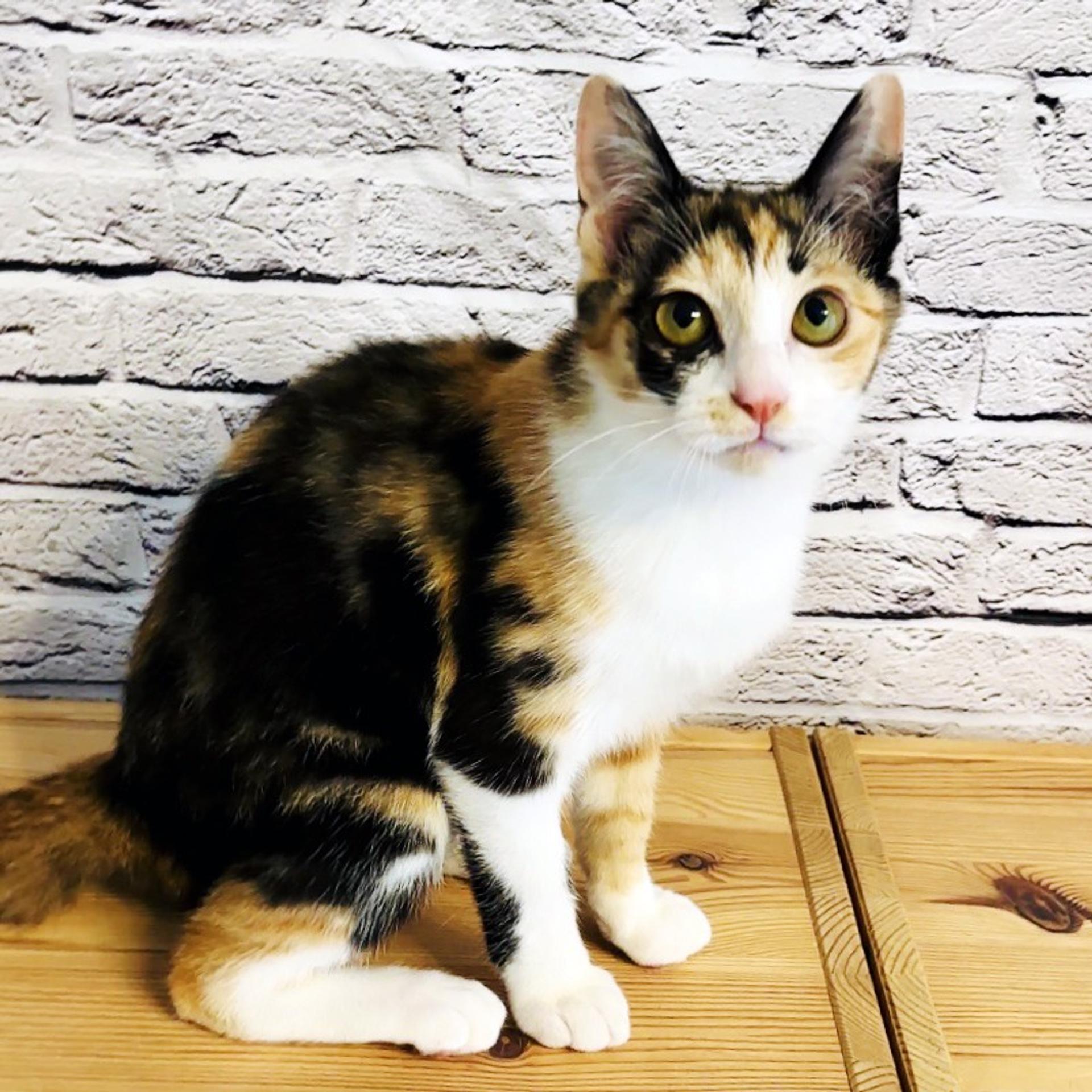 pet-image-3