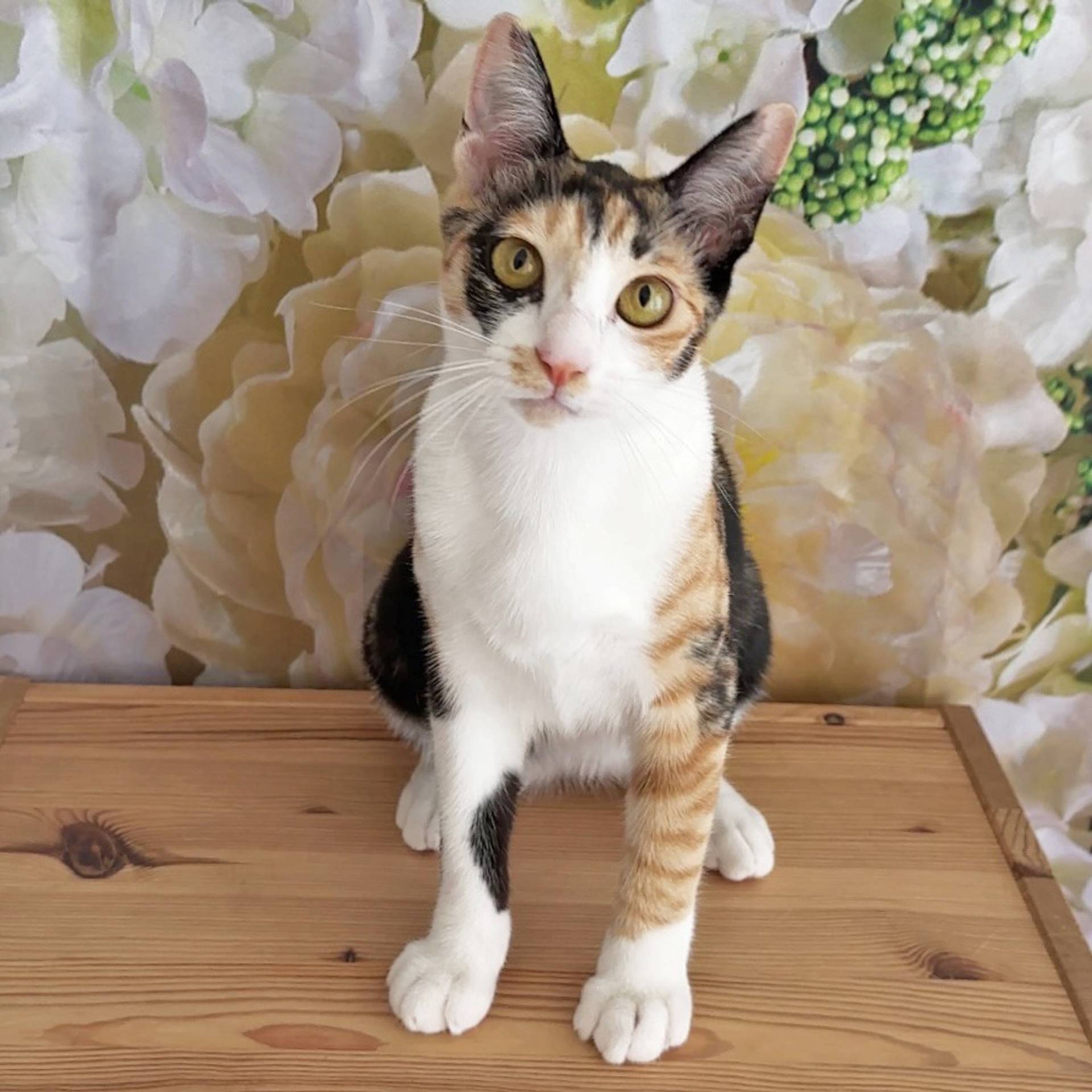 雑種（ミックス猫）・メスの里親募集の写真