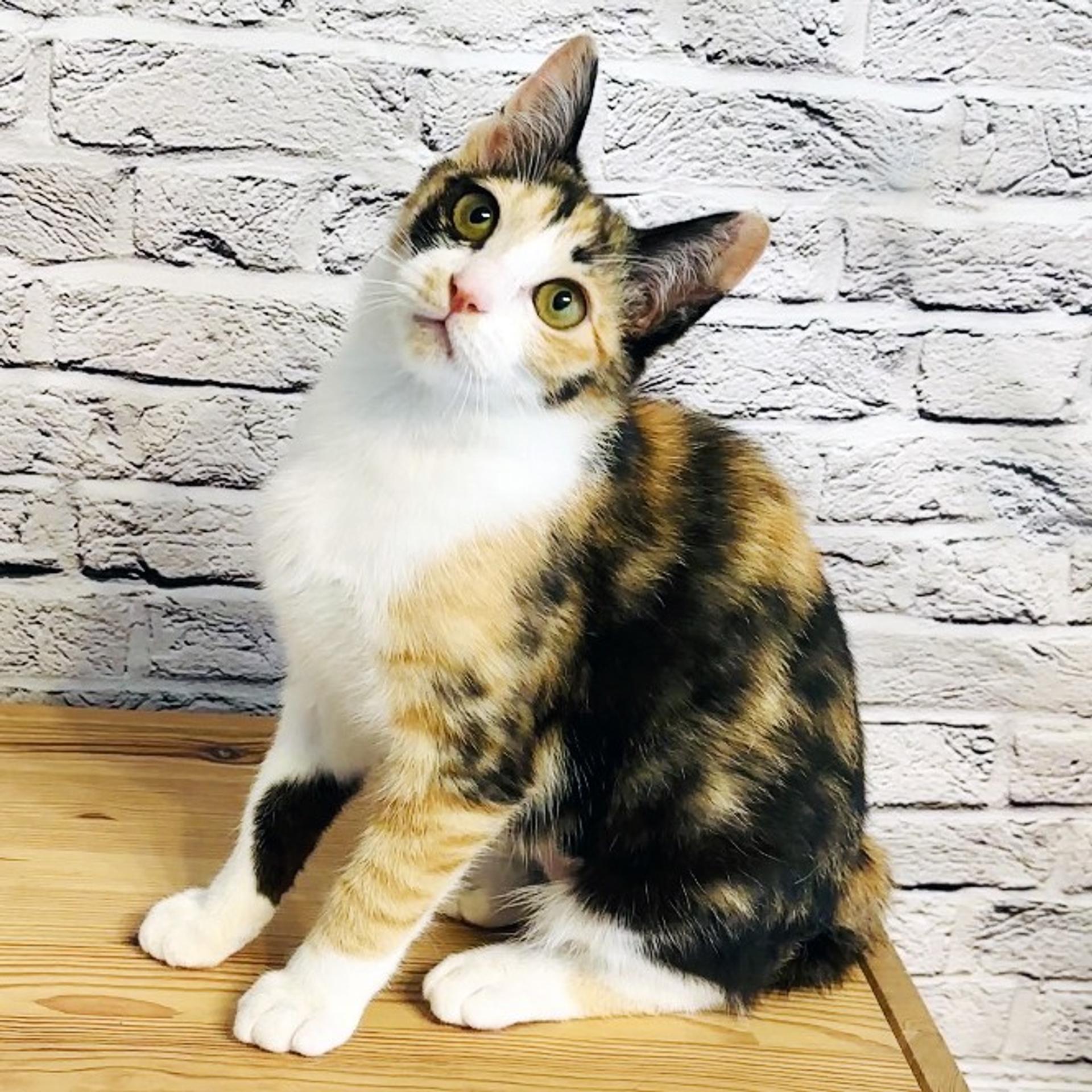 pet-image-2