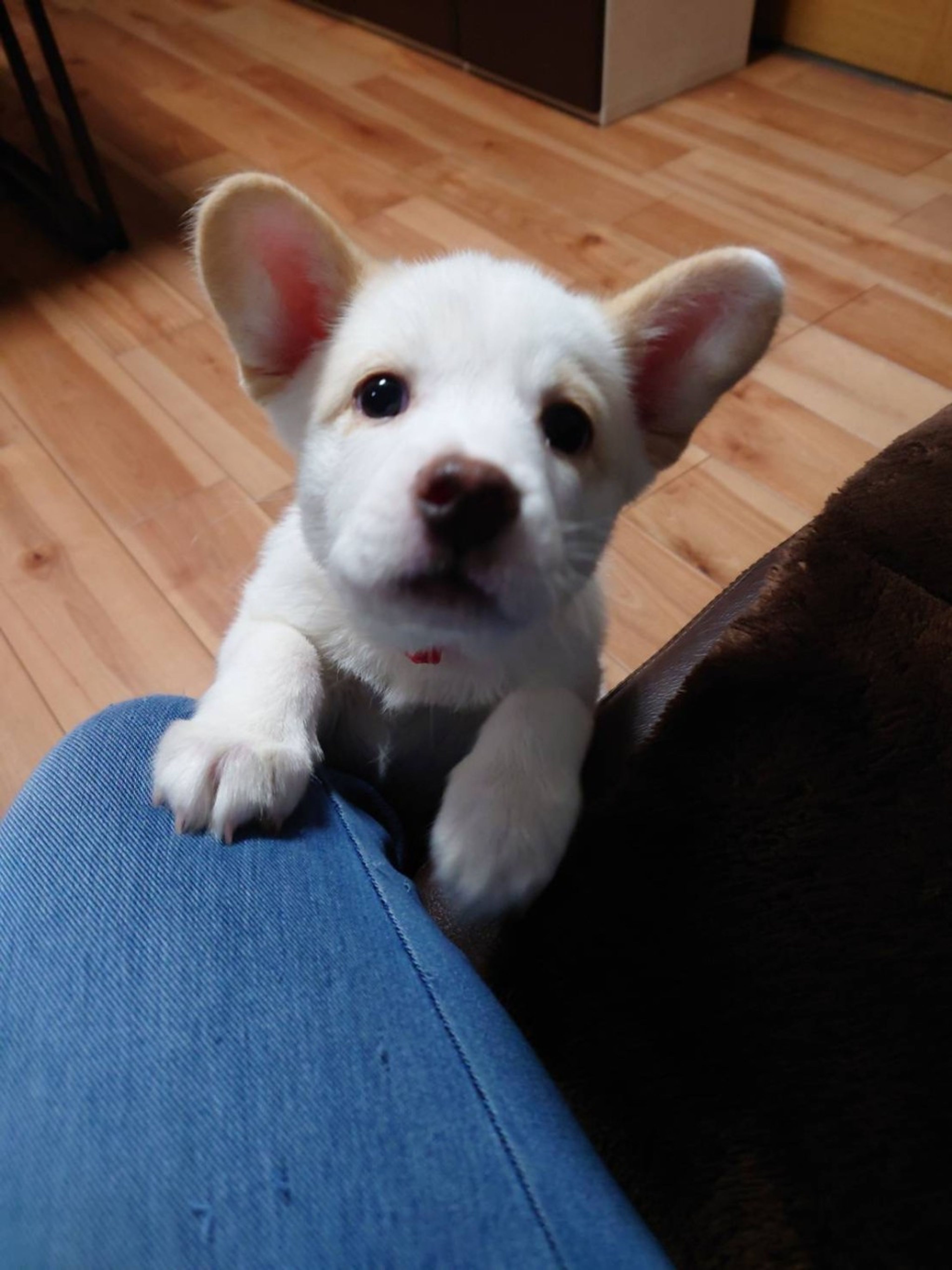 pet-image-3