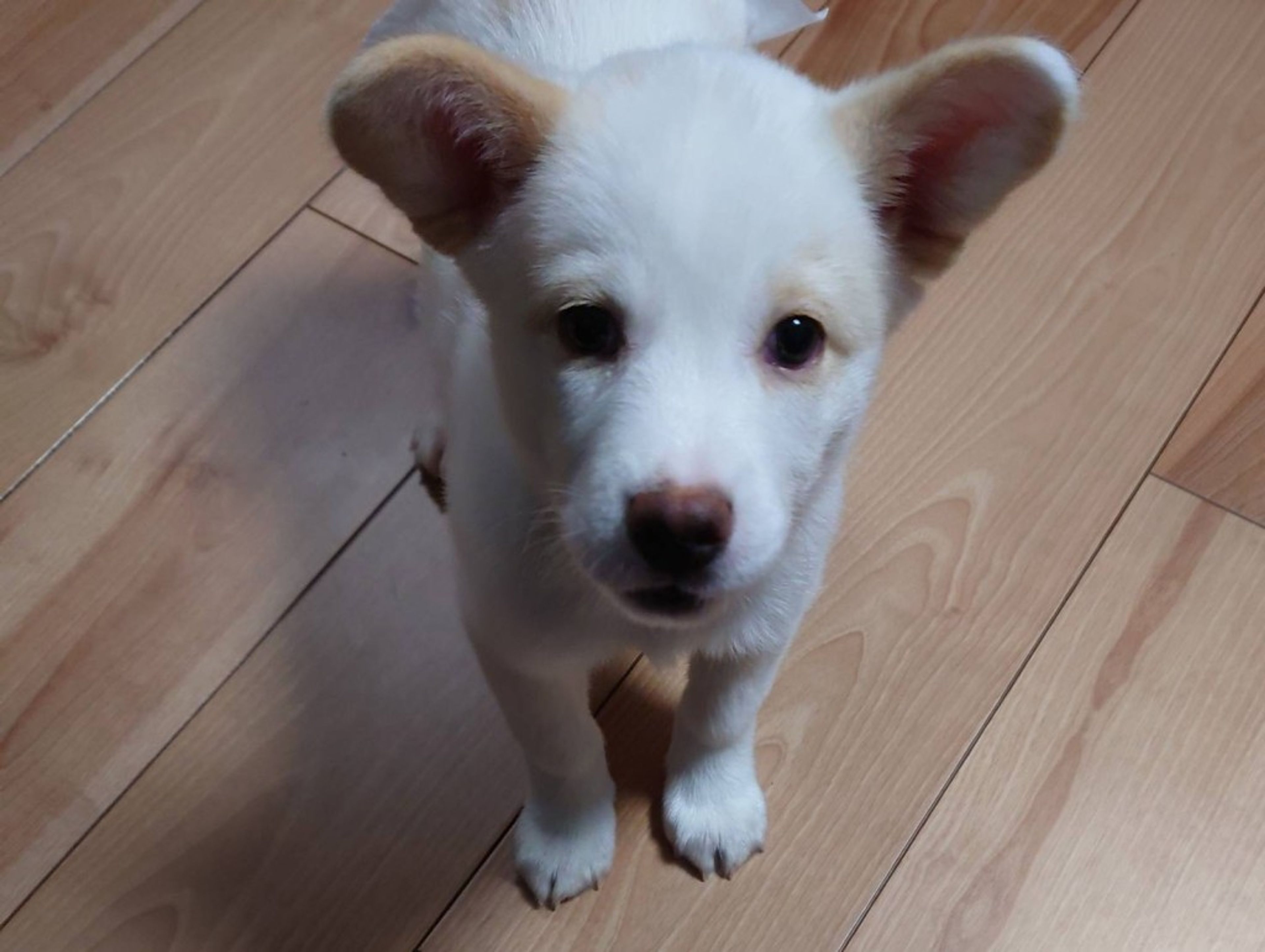 pet-image-4