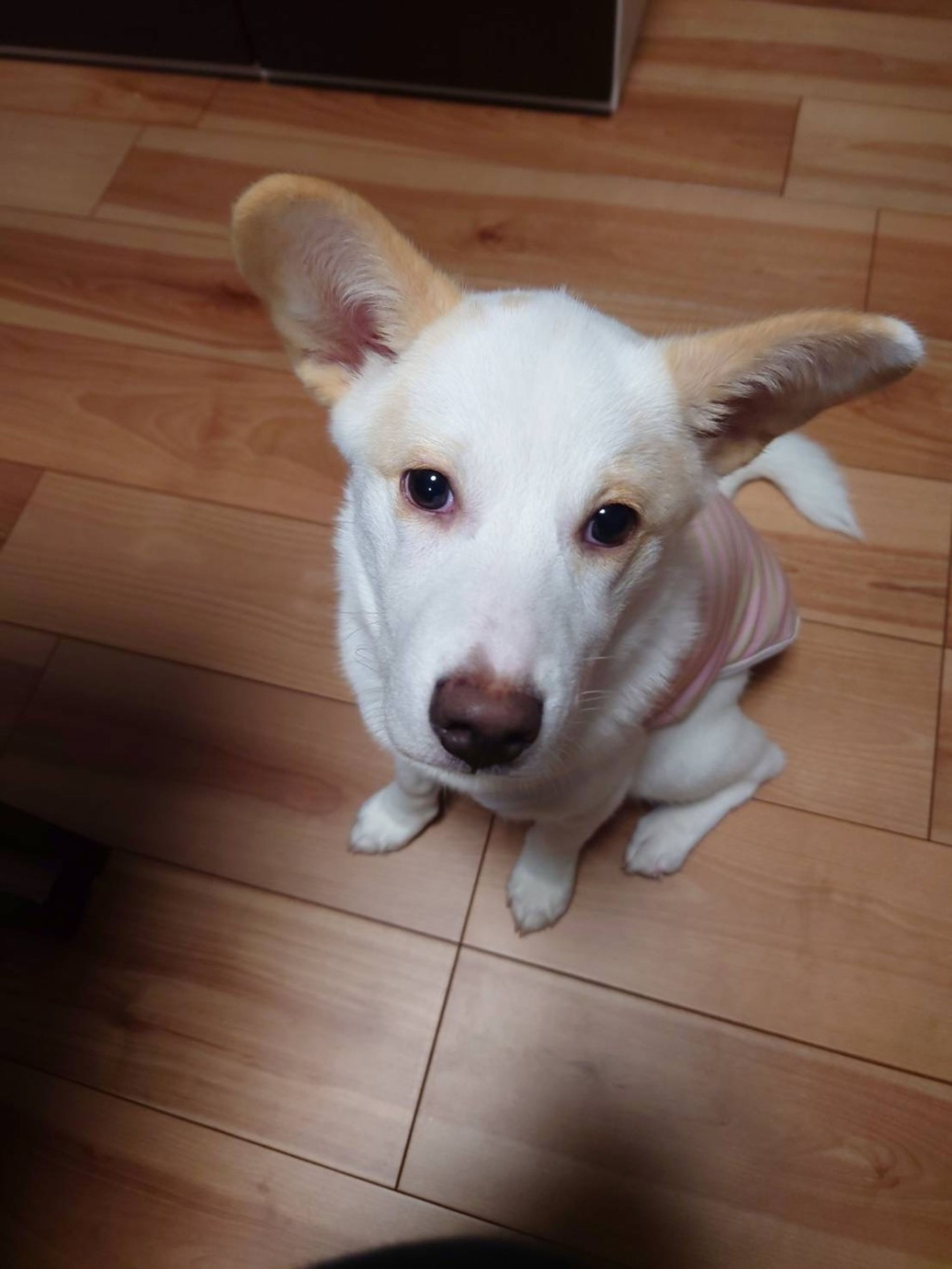 pet-image-2