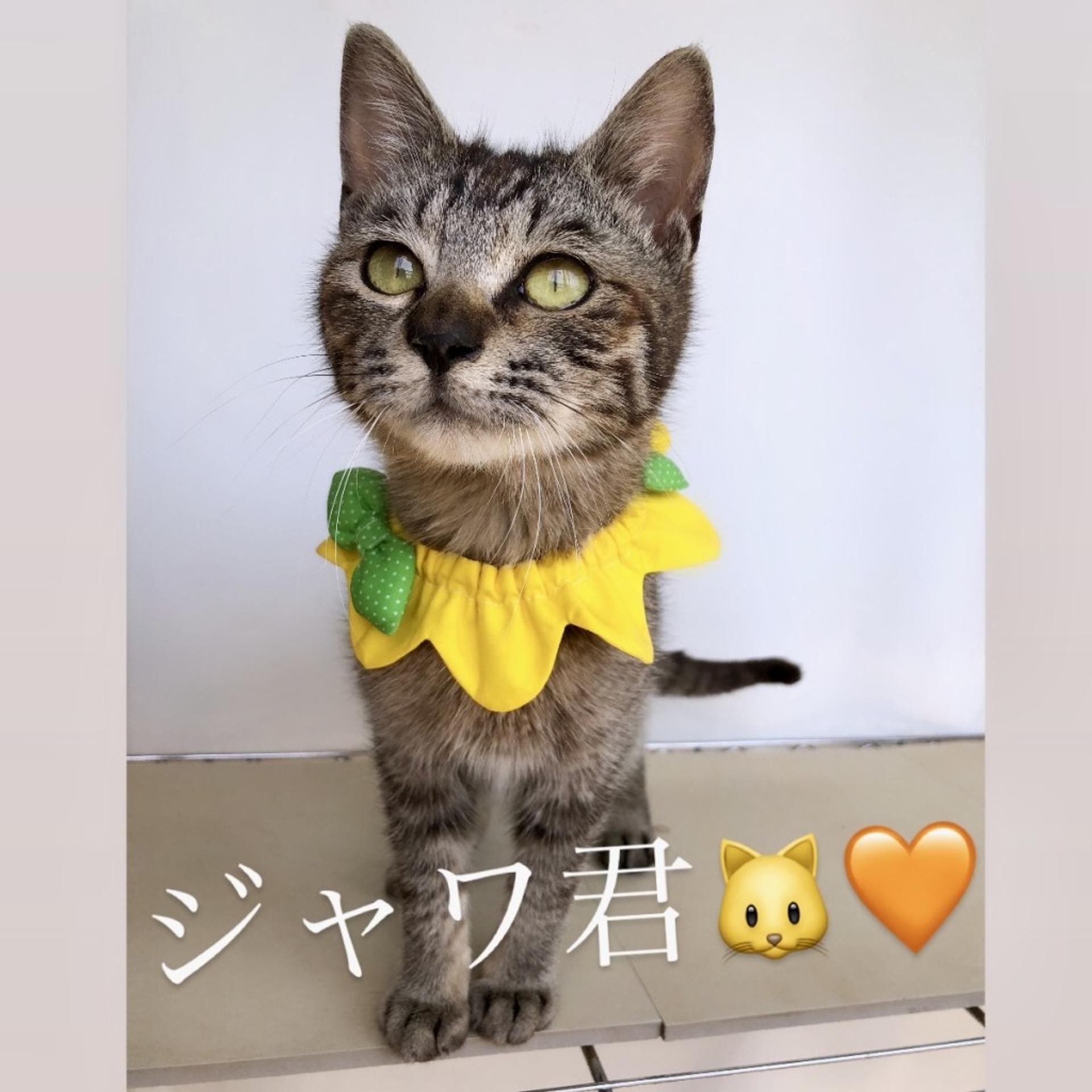 pet-image-3