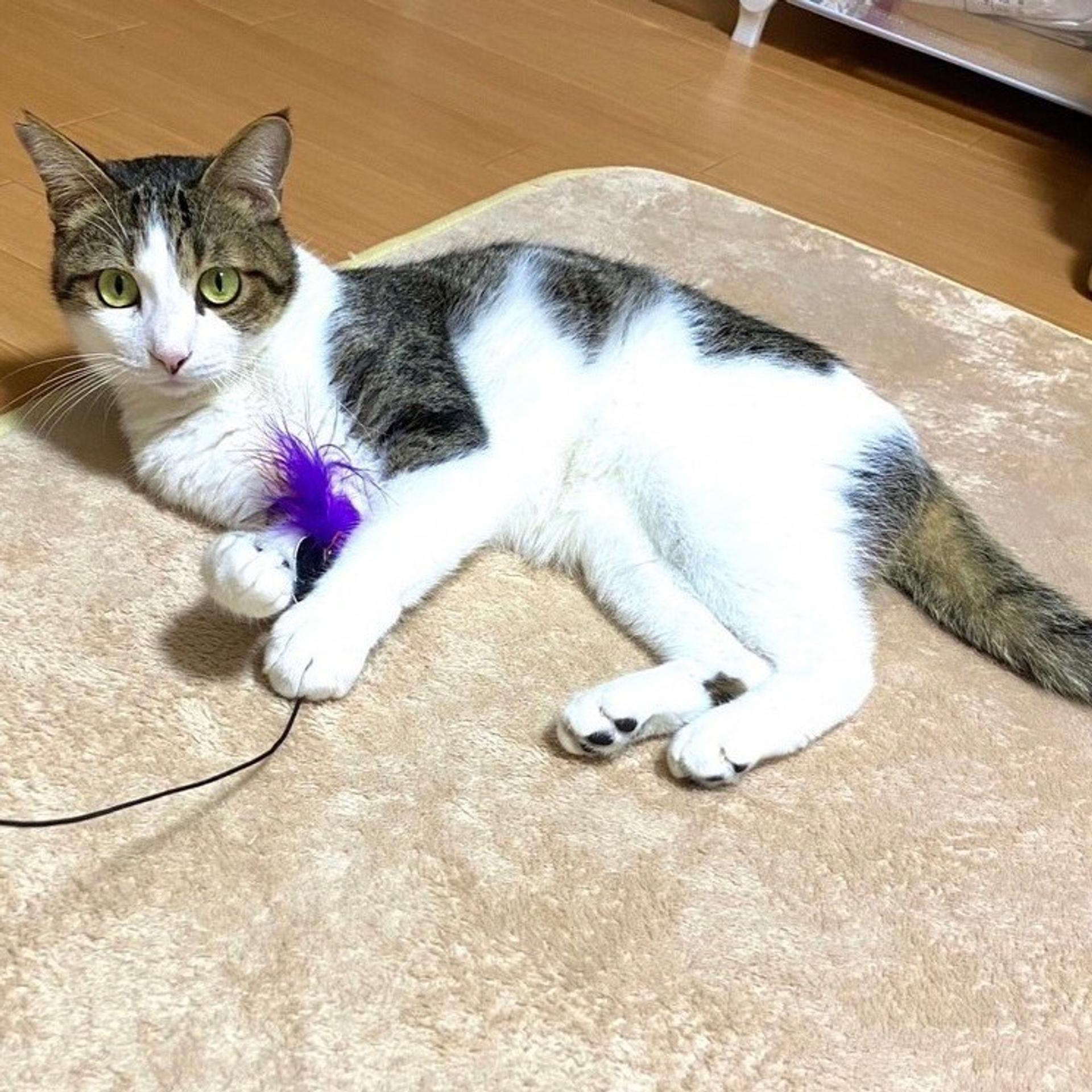 pet-image-4