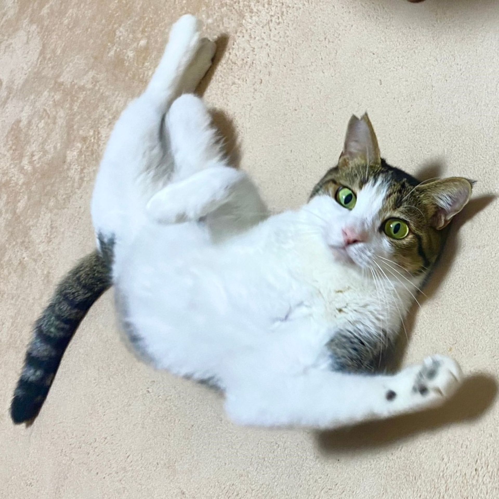 雑種（ミックス猫）・オスの里親募集の写真