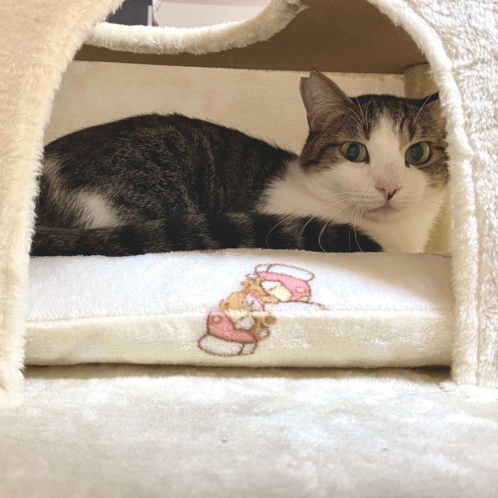 pet-image-6