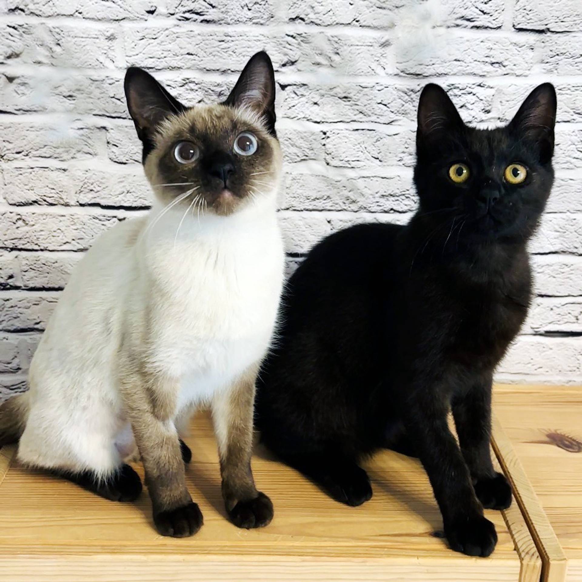 雑種（ミックス猫）・メスの里親募集の写真