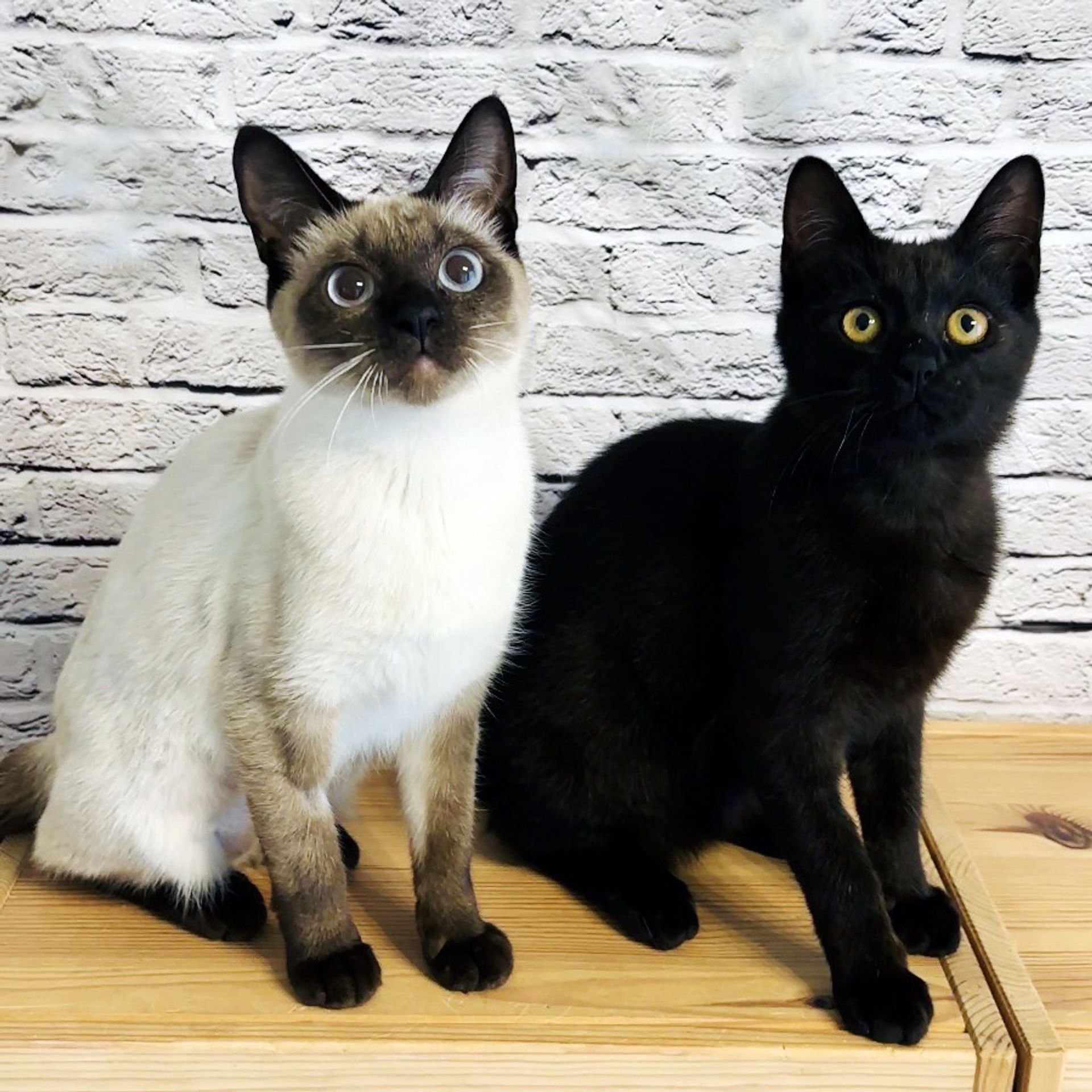 雑種（ミックス猫）・メスの里親募集の写真