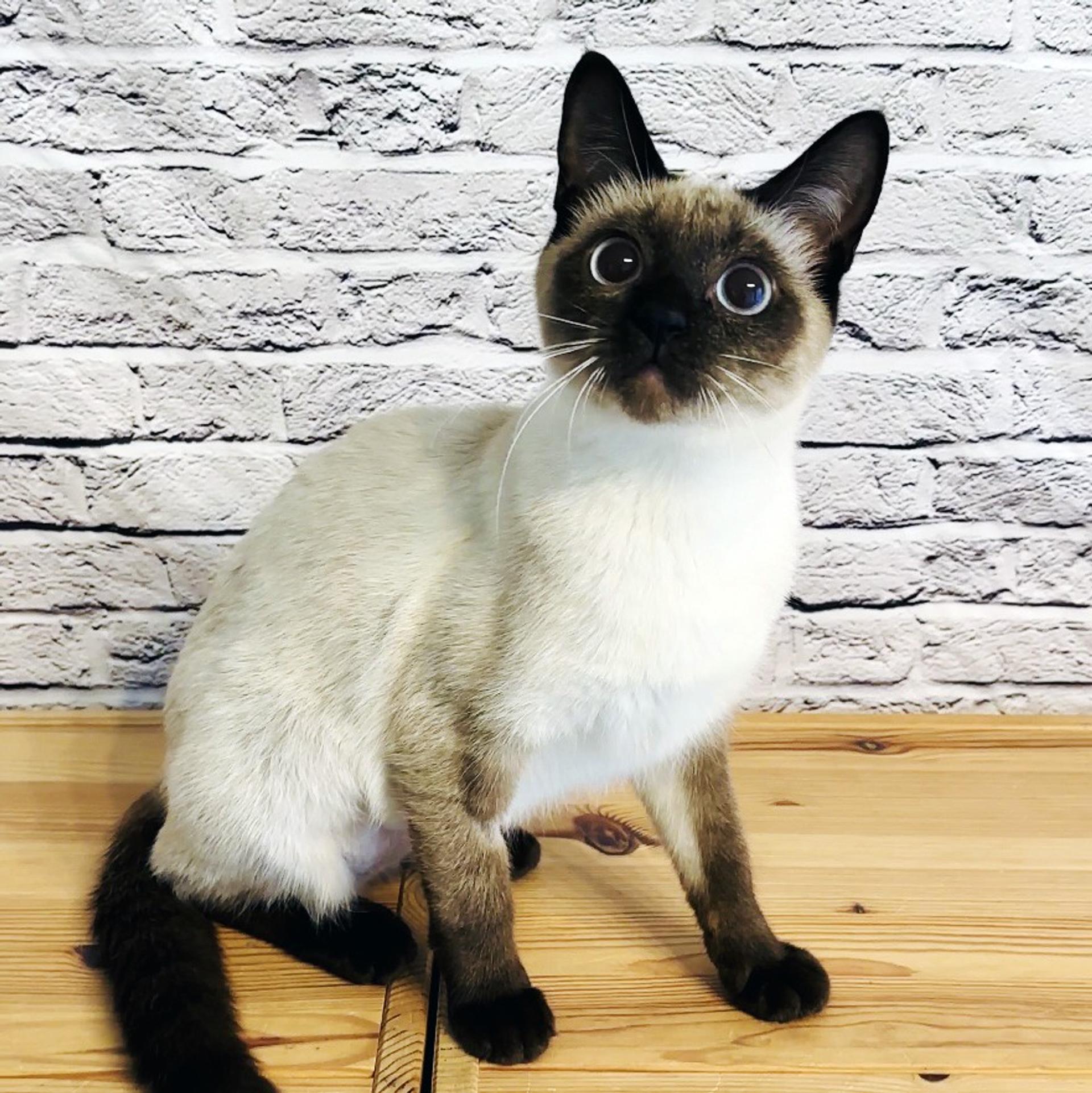 pet-image-2