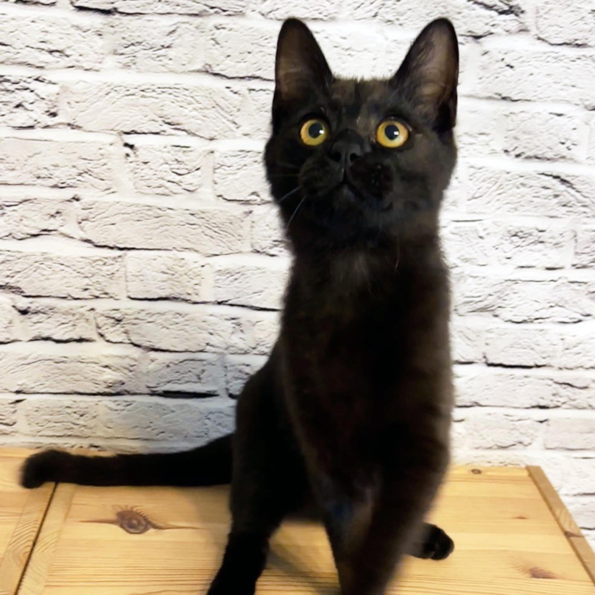 pet-image-3