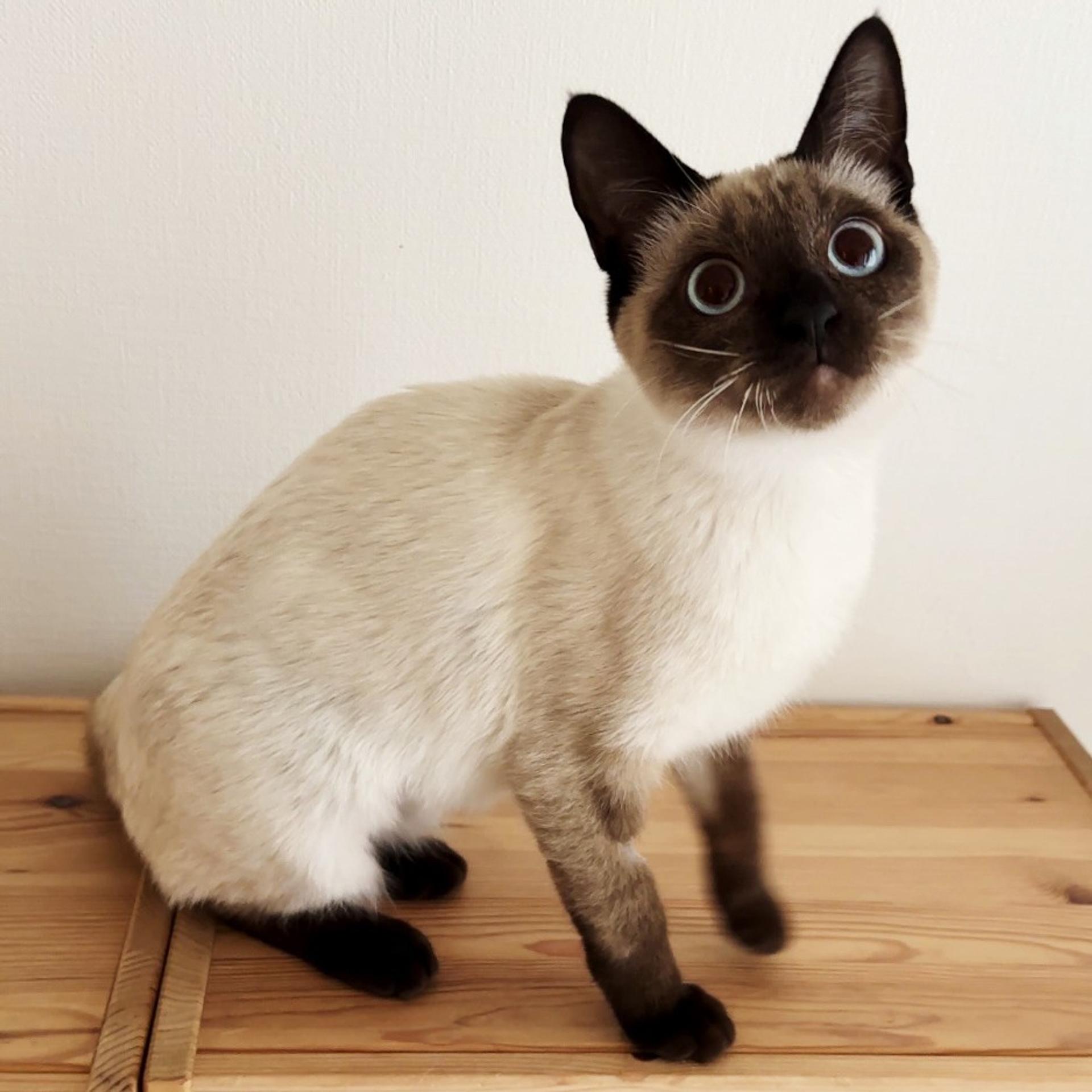 pet-image-8