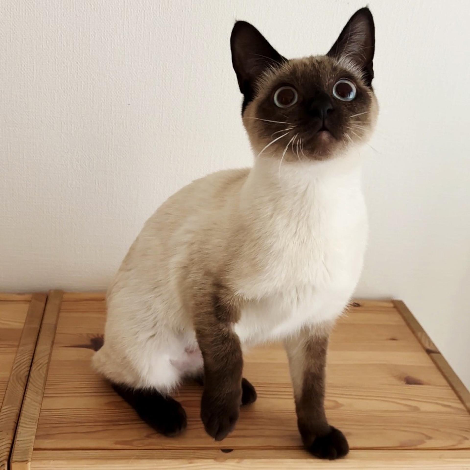 pet-image-6