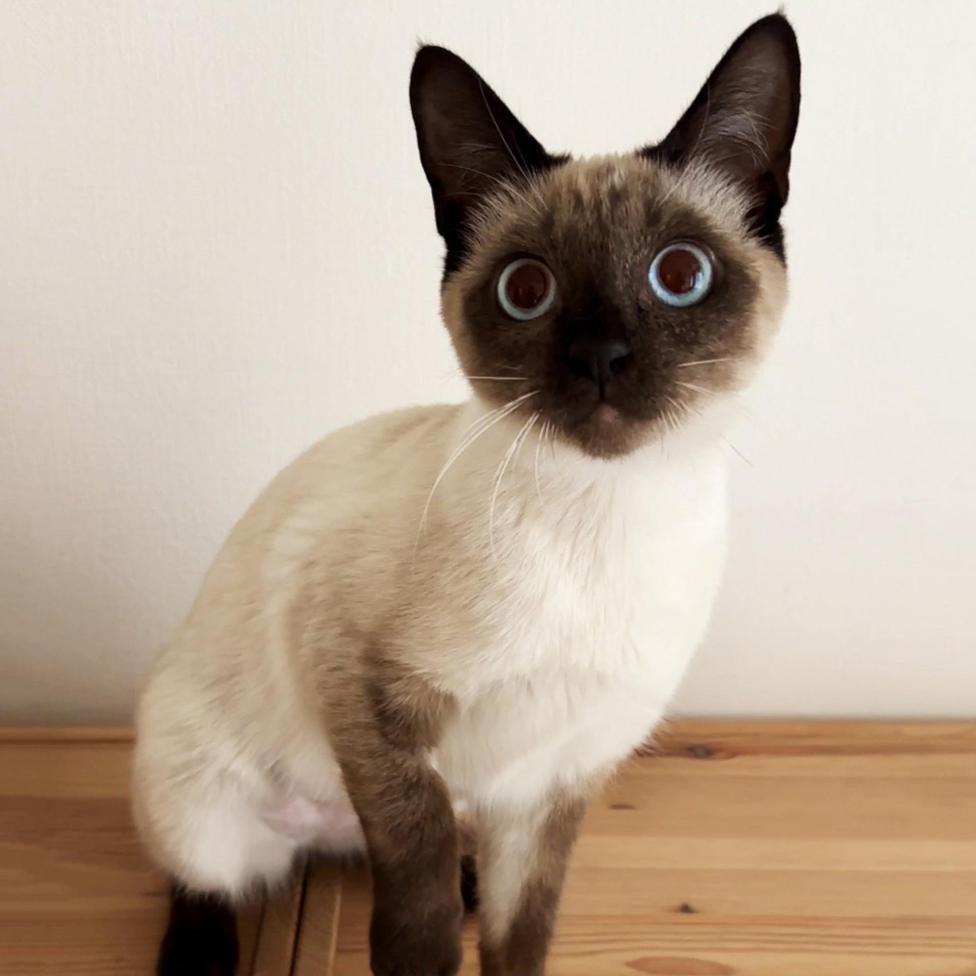 pet-image-9