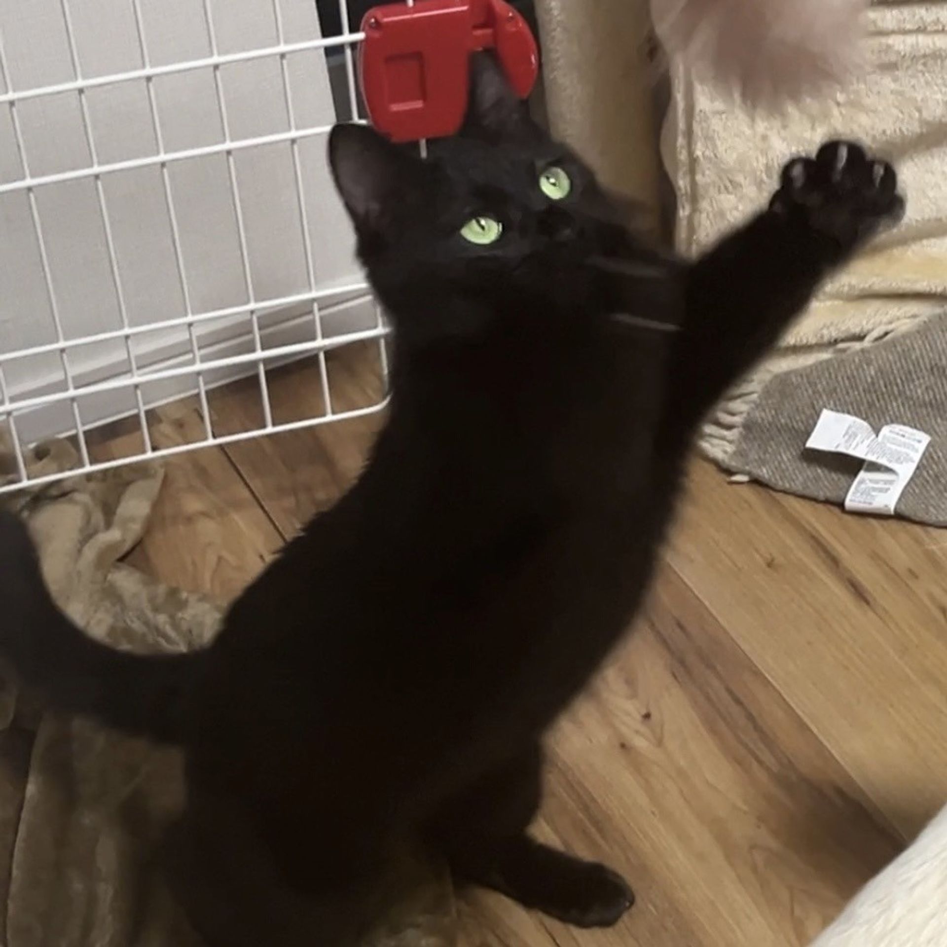 雑種（ミックス猫）・メスの里親募集の写真