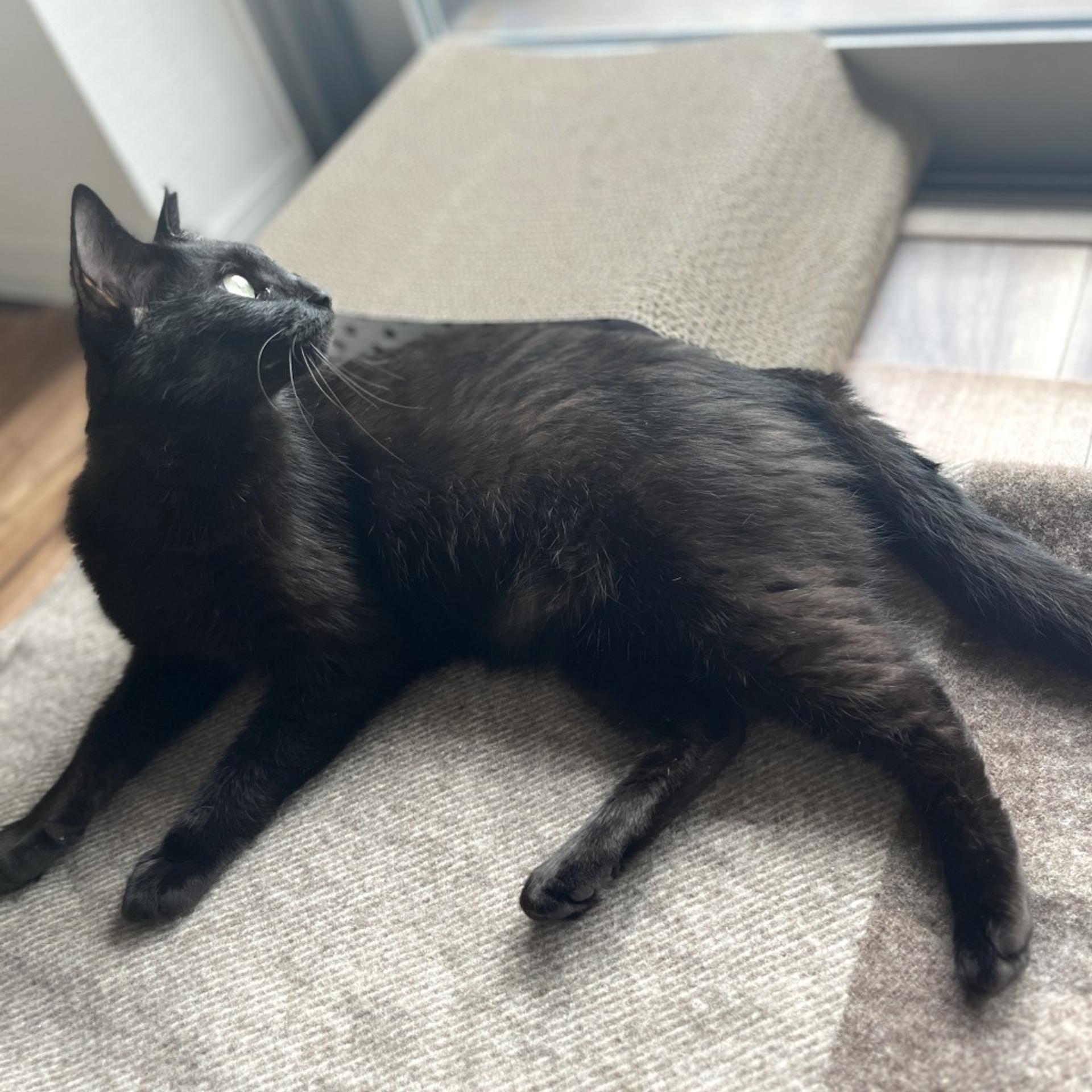 pet-image-3