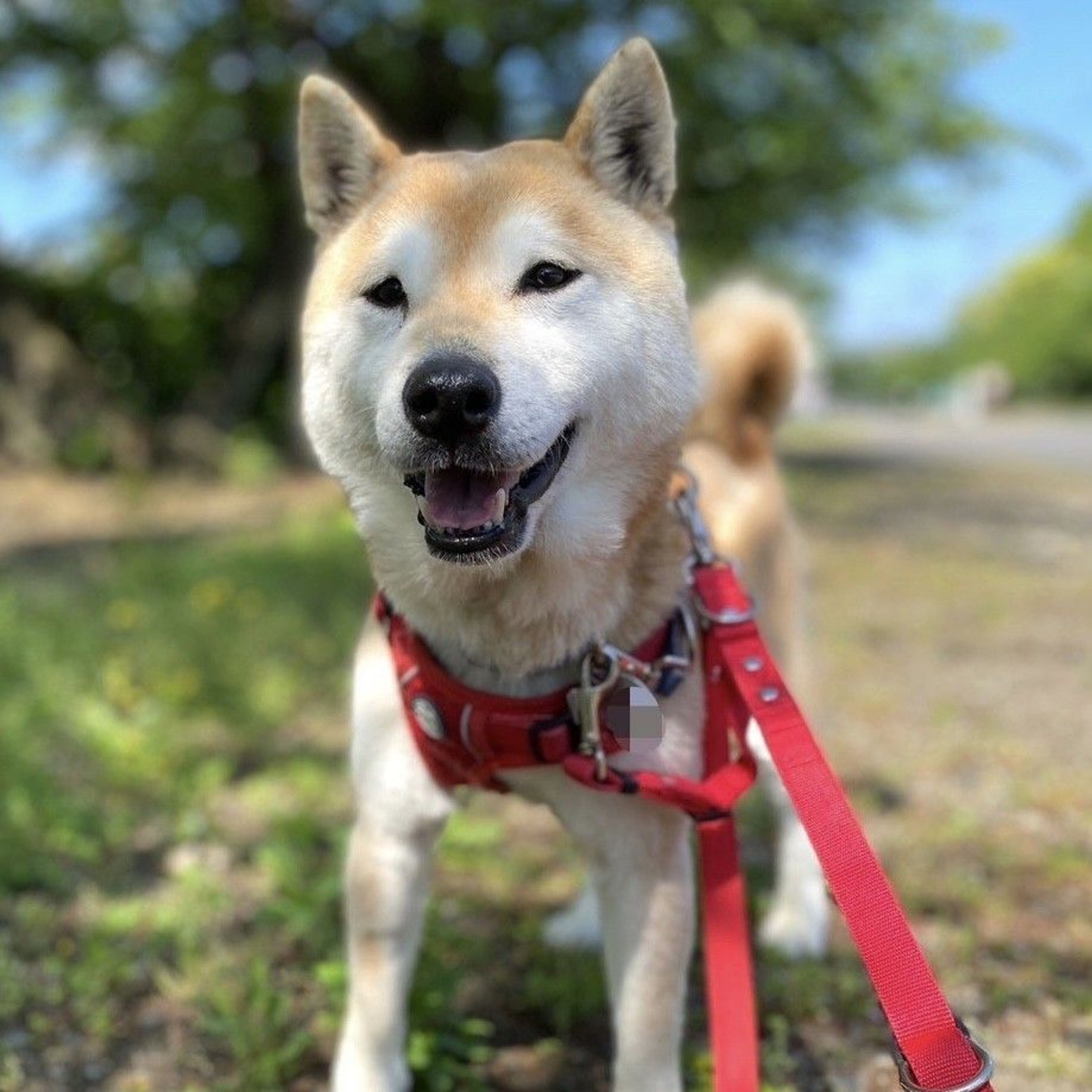 柴犬・メスの里親募集の写真