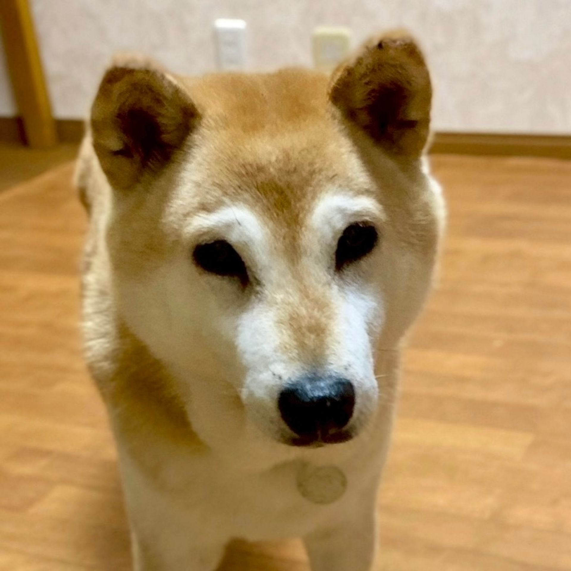 柴犬・メスの里親募集の写真