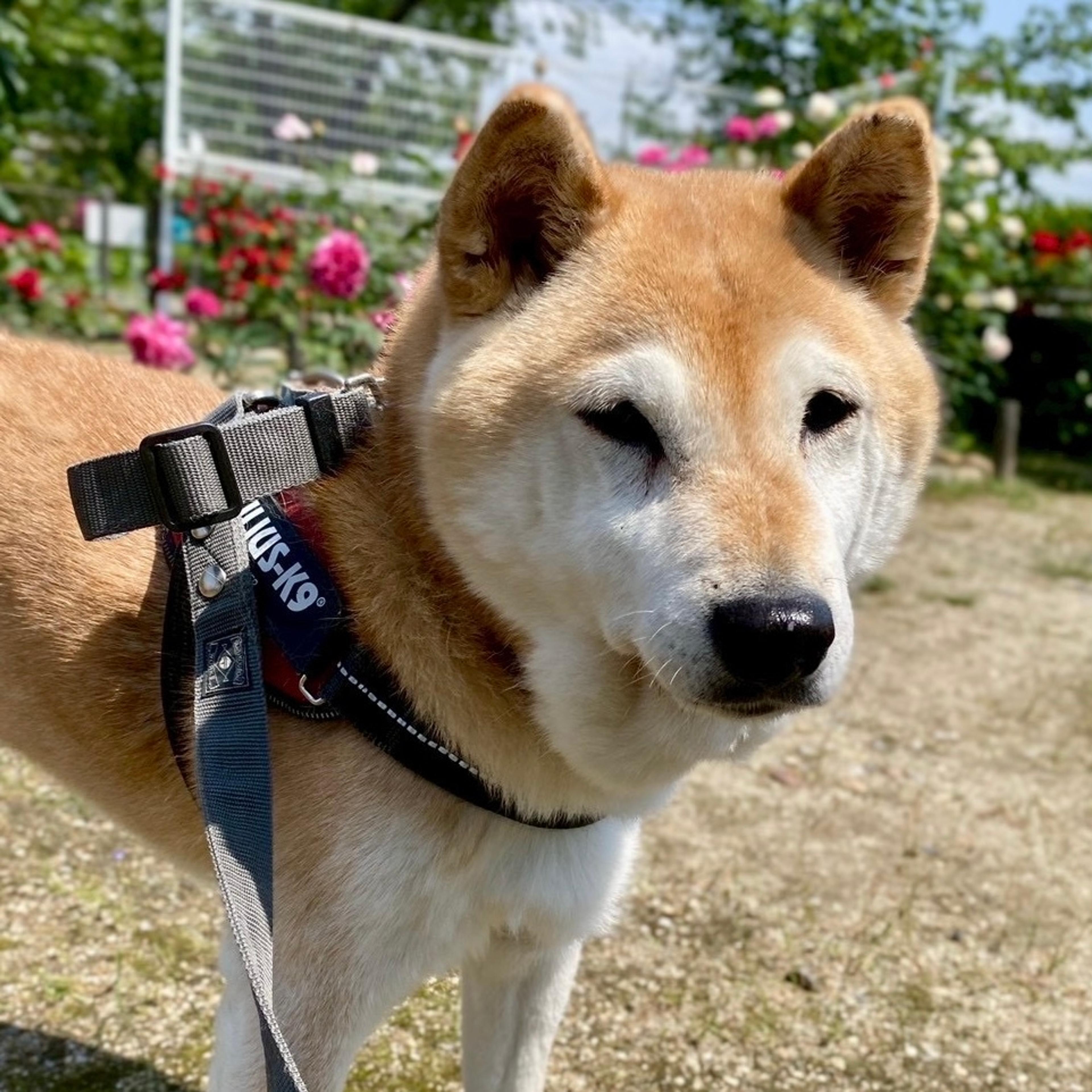 pet-image-2