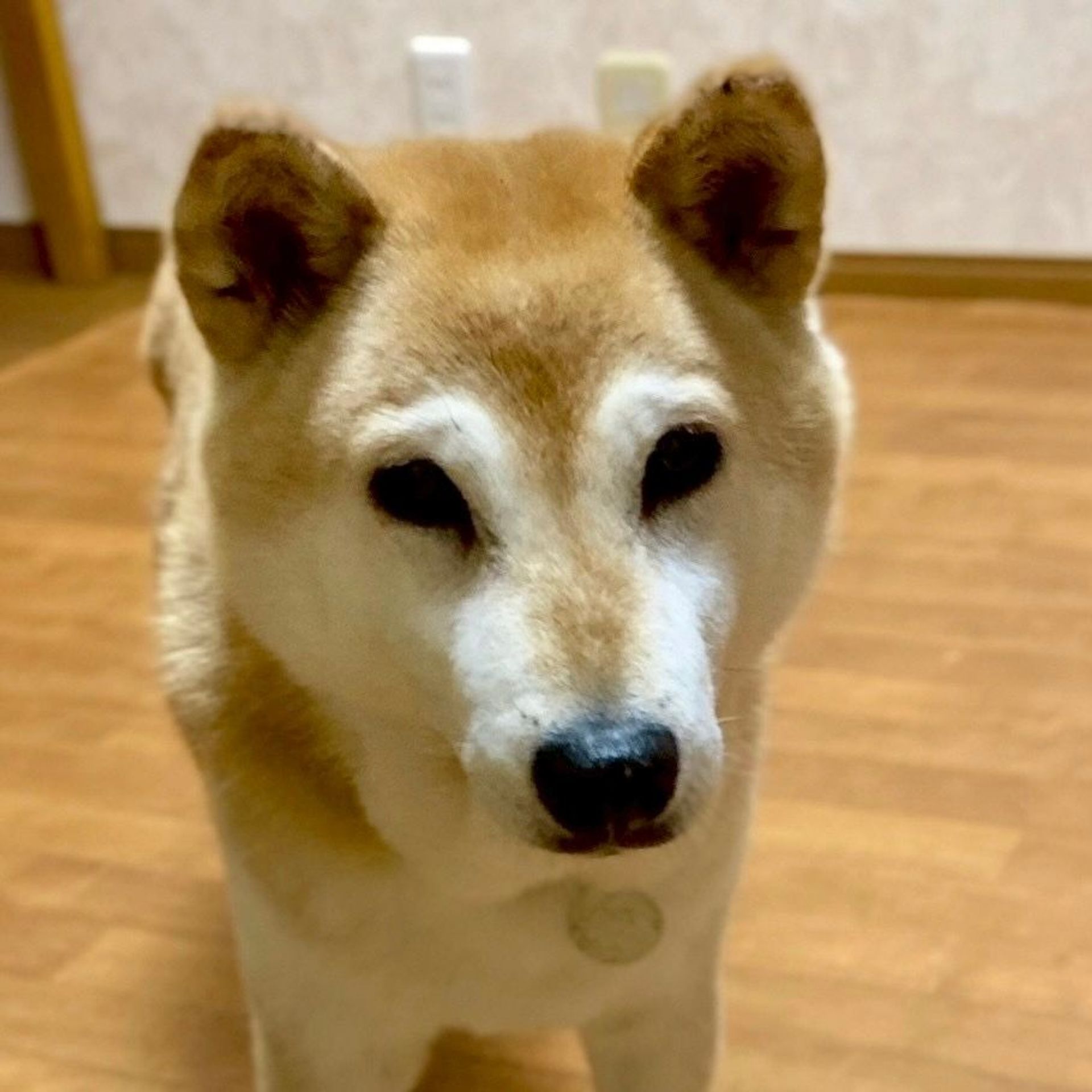 柴犬・メスの里親募集の写真