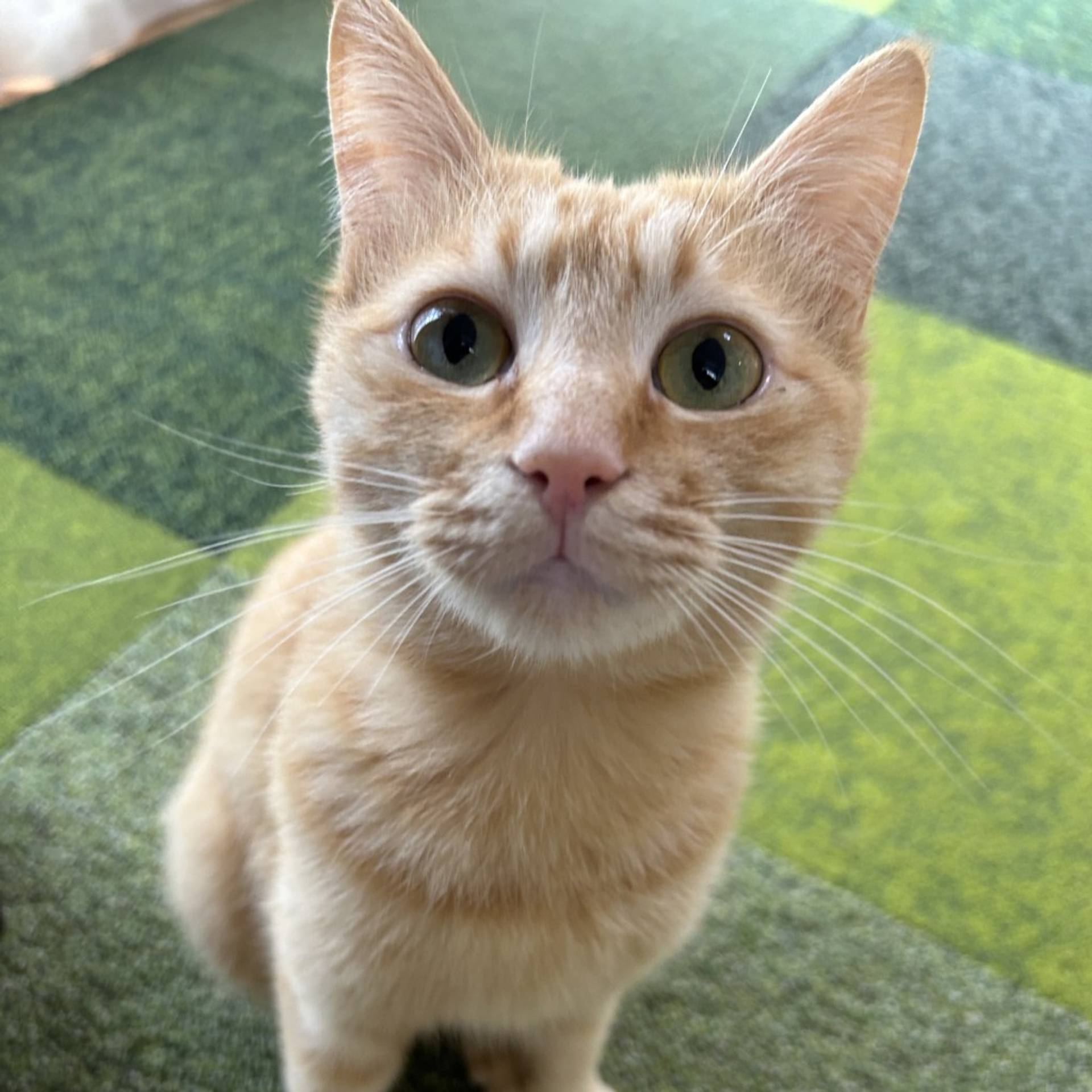 雑種（ミックス猫）・オスの里親募集の写真
