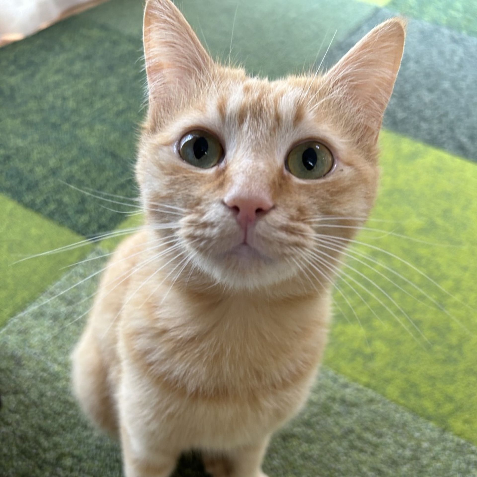 雑種（ミックス猫）・オスの里親募集の写真