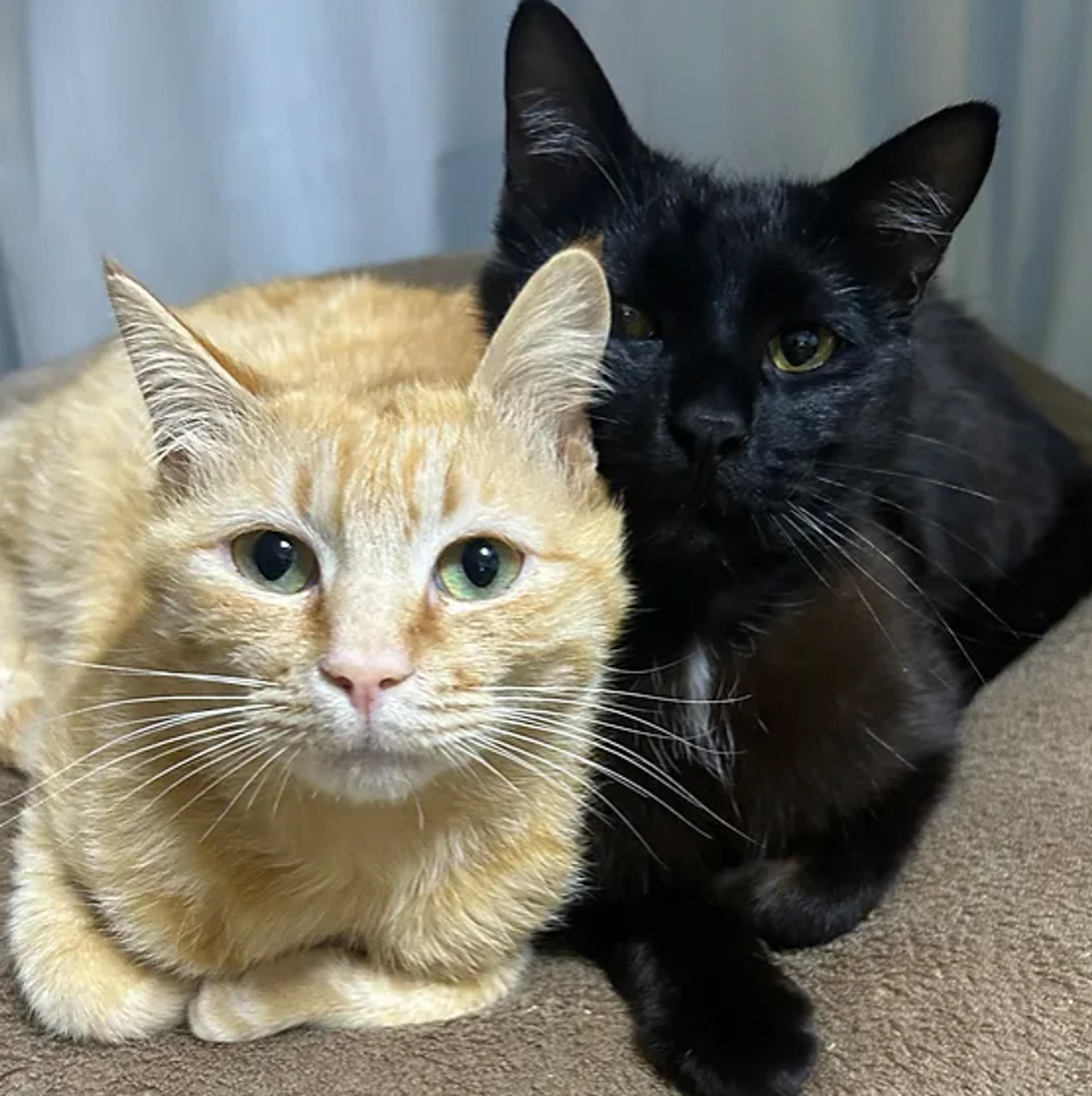 pet-image-4