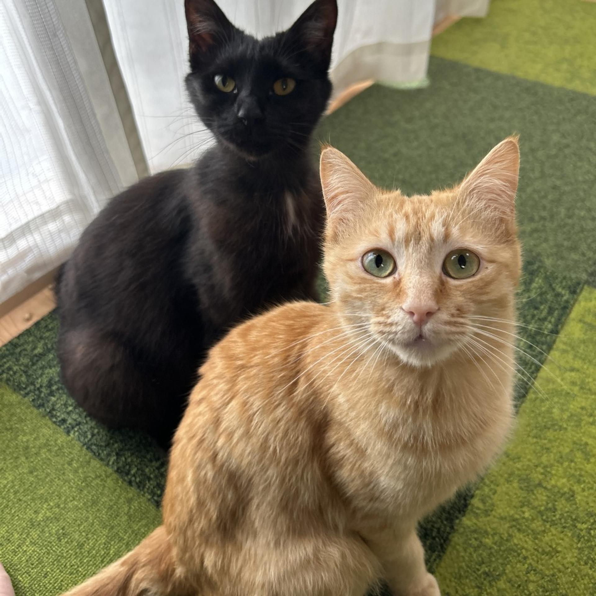 pet-image-5